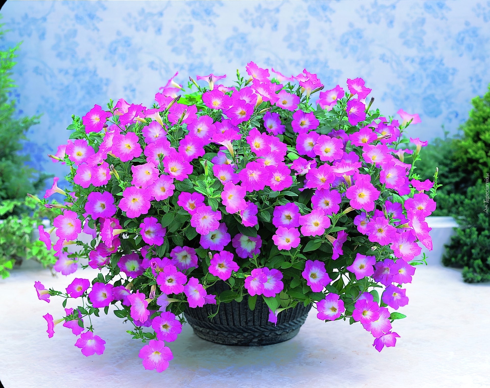 Petunia ogrodowa, Doniczka