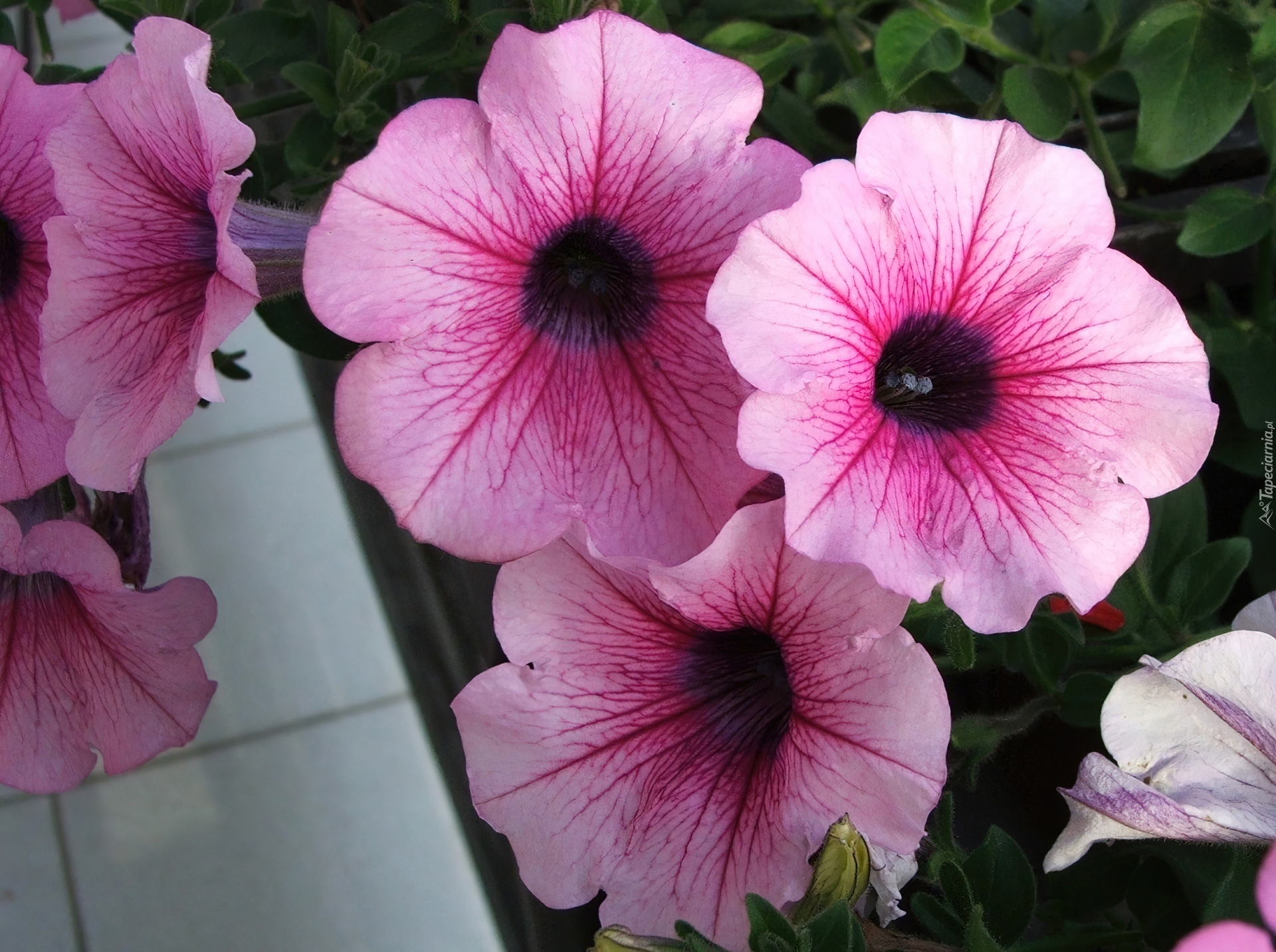 Różowa, Petunia ogrodowa