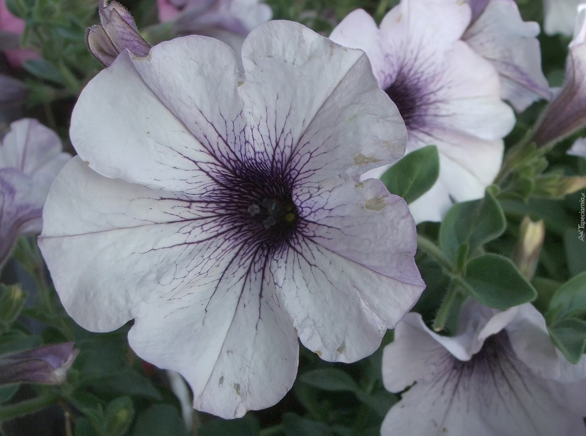 Biała, Petunia ogrodowa