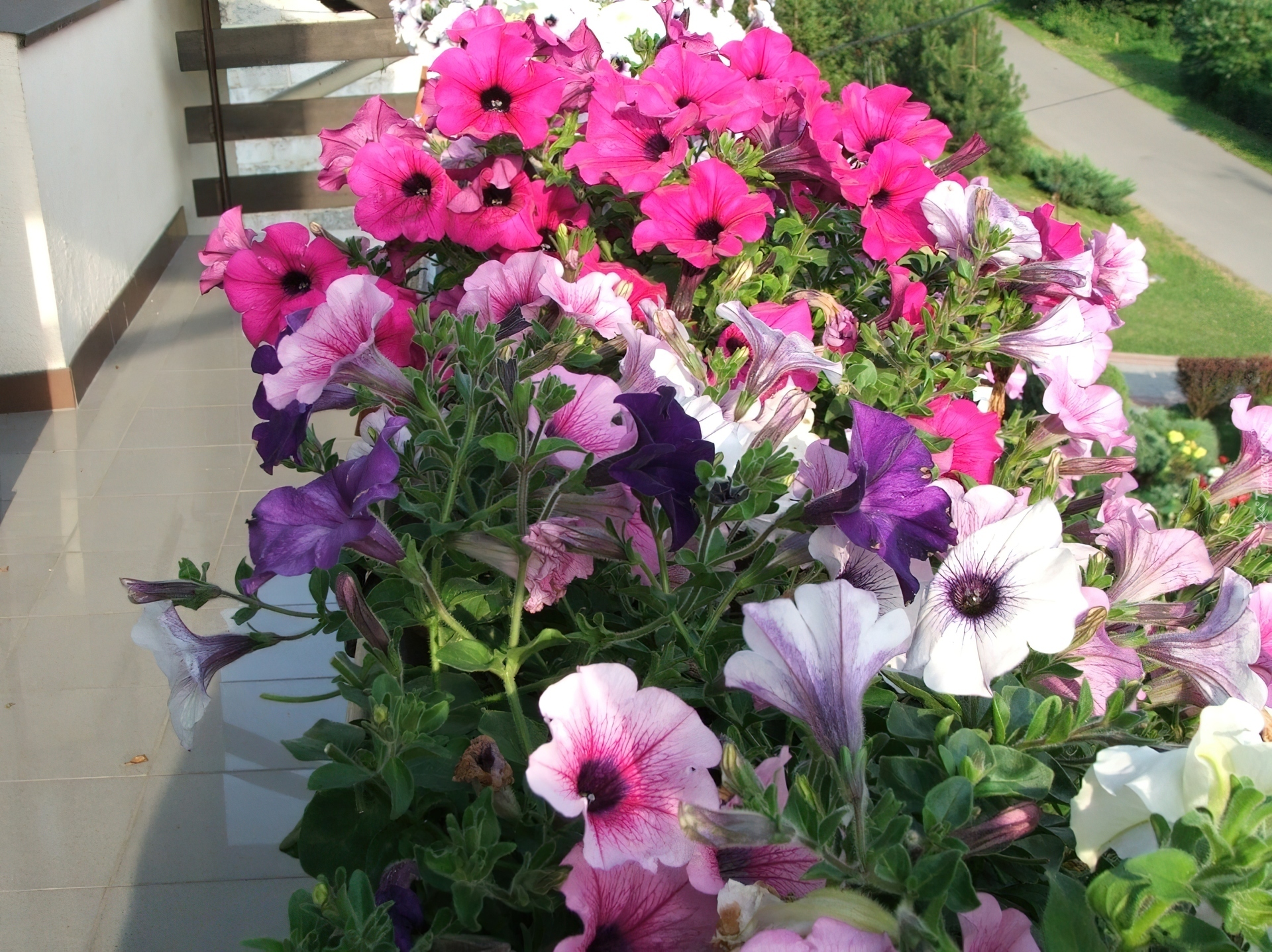 Petunia ogrodowa, Balkon