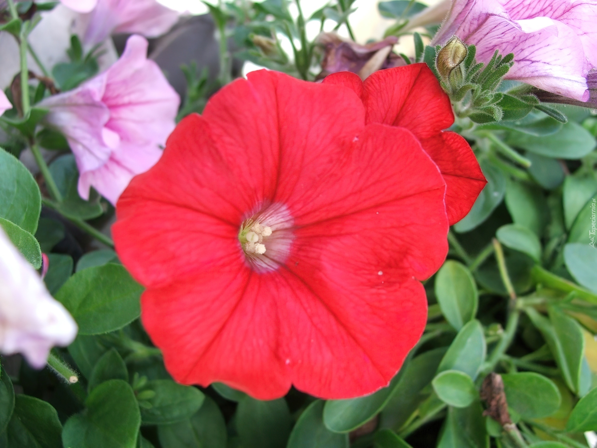 Petunia ogrodowa, Zielone, Listki