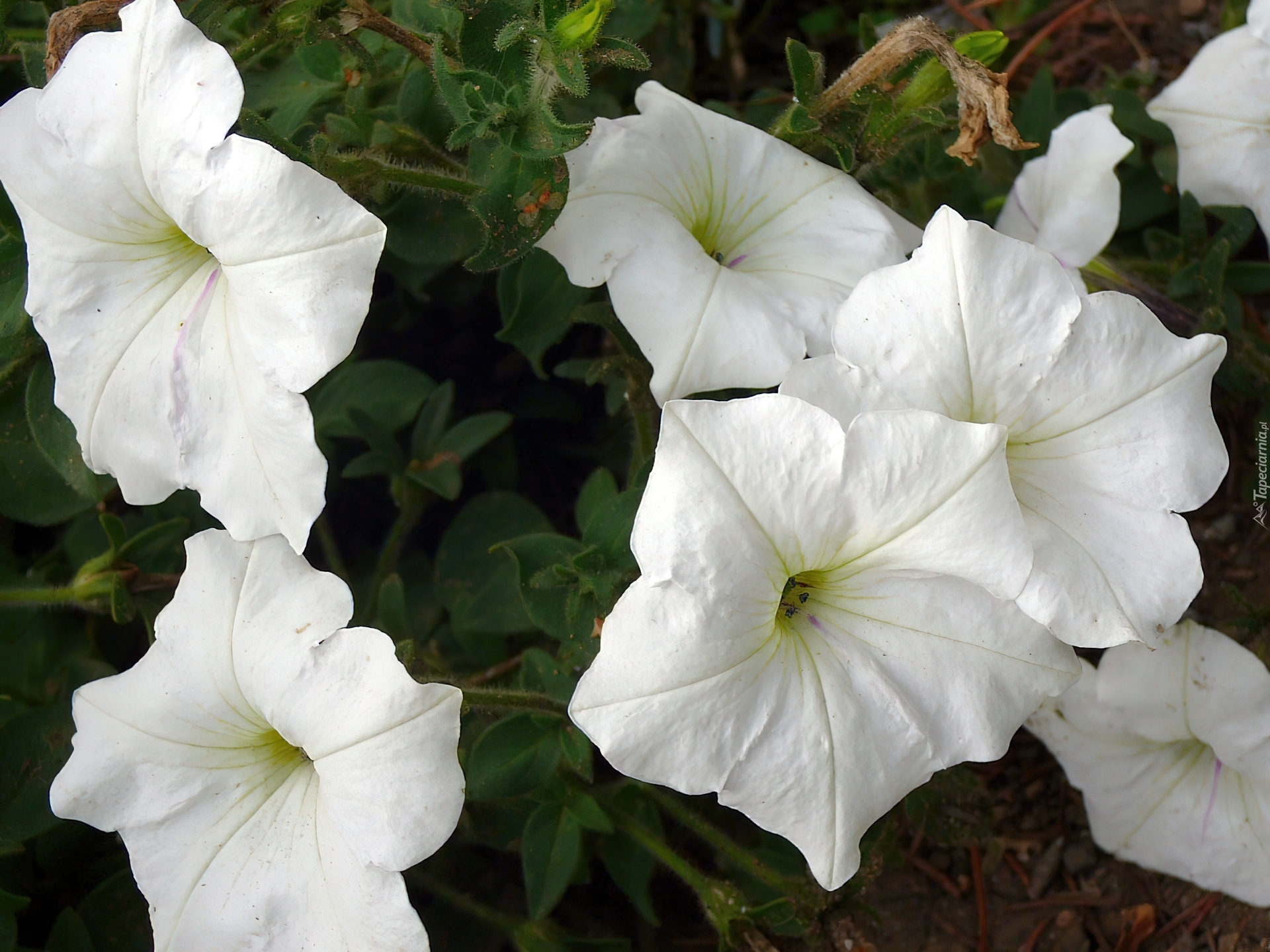 Białe, Kwiatki, Petunia ogrodowa