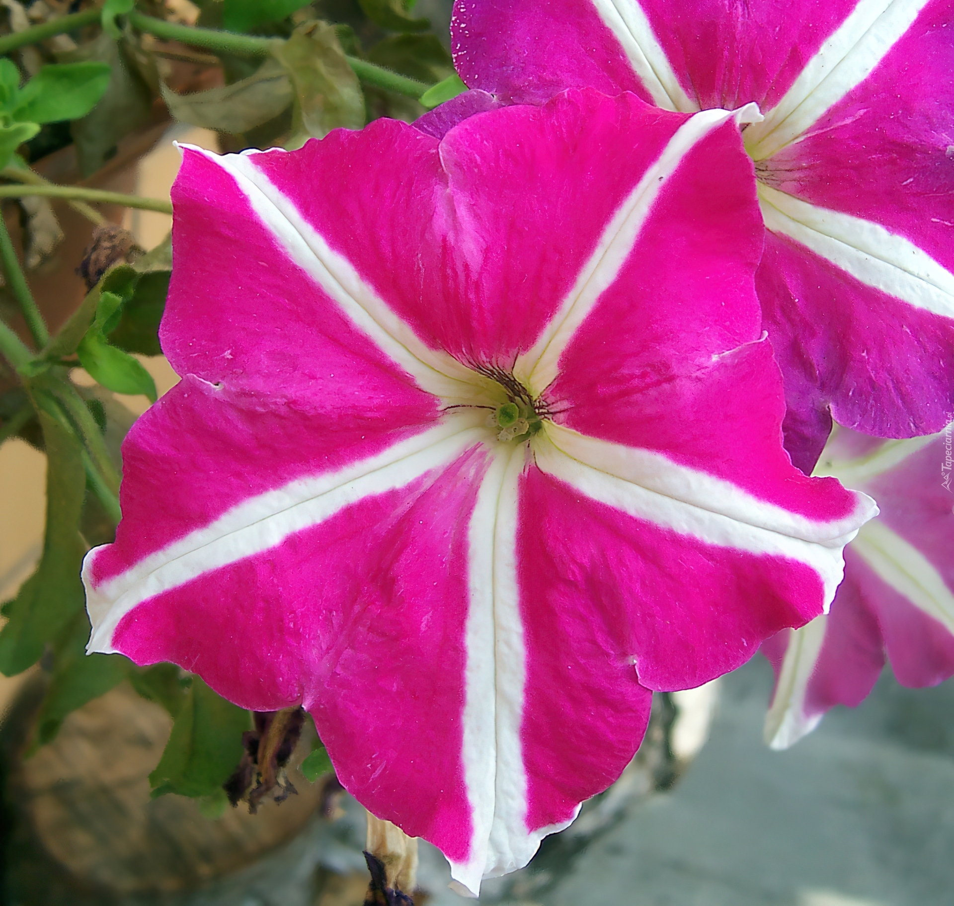 Dwukolorowa, Petunia ogrodowa