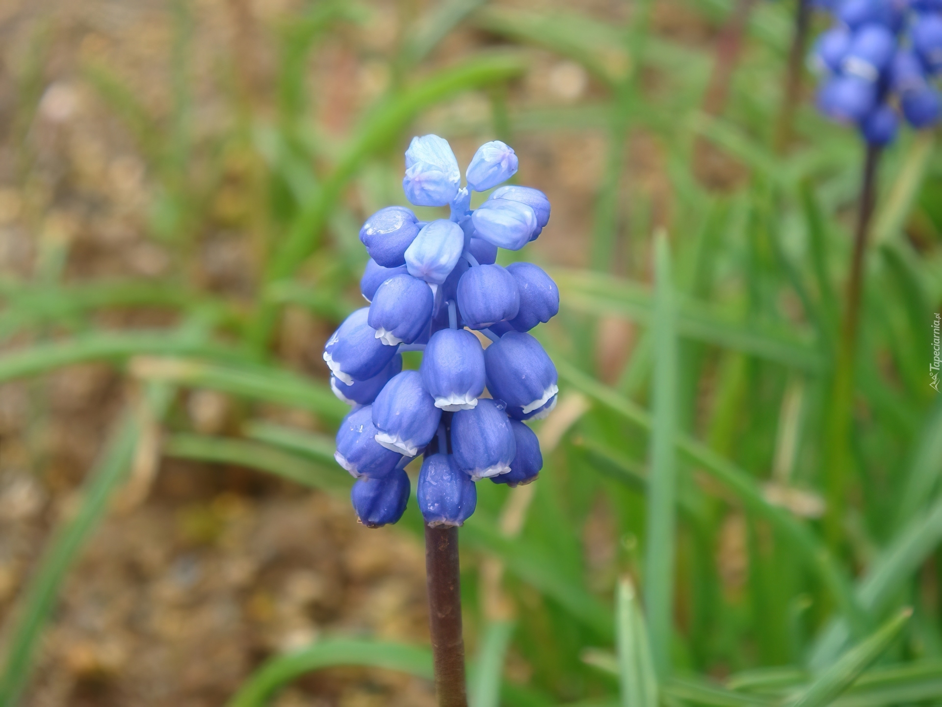 Muscari armeniacum