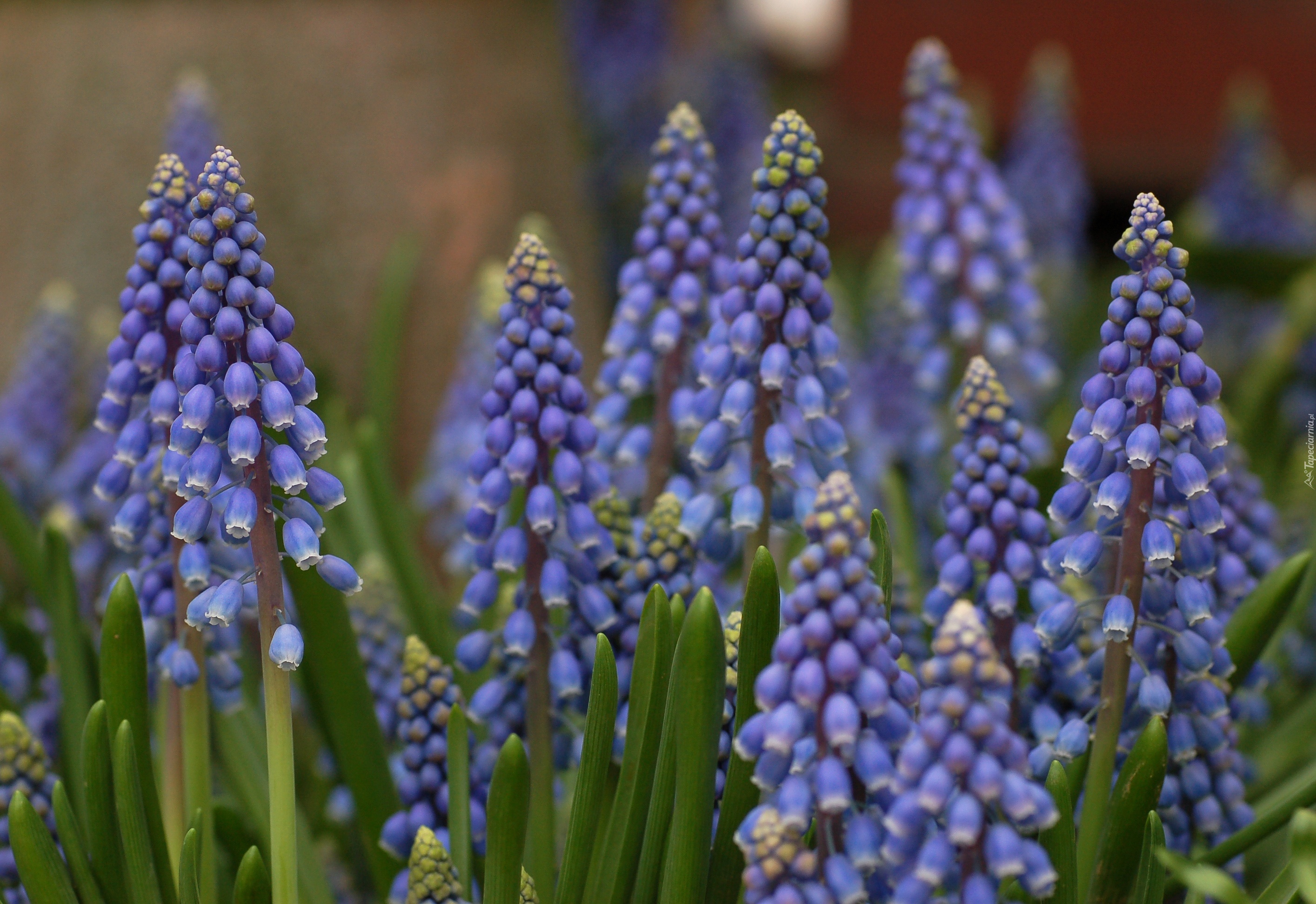 Muscari