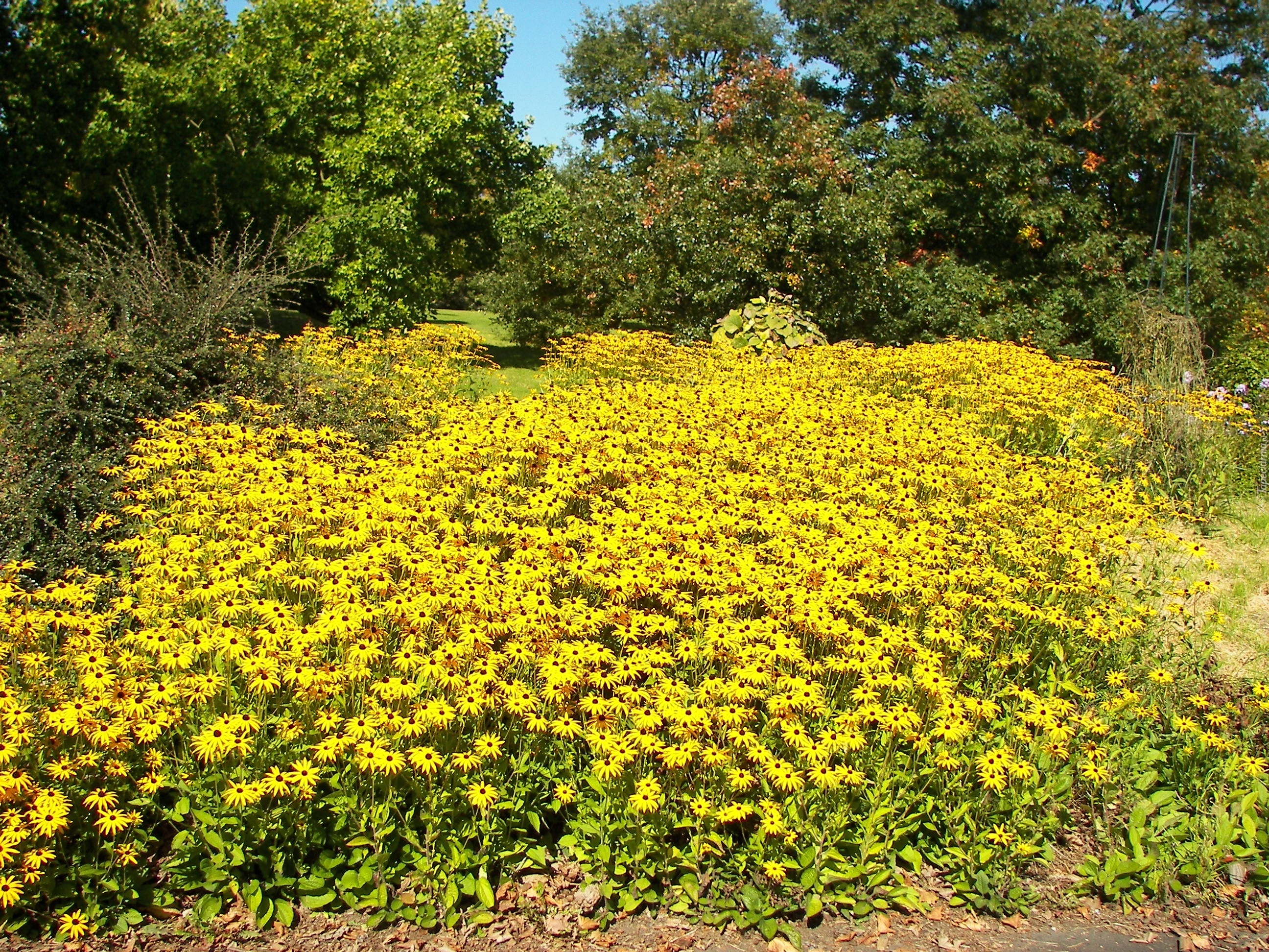 Kwitnące, Rudbekie