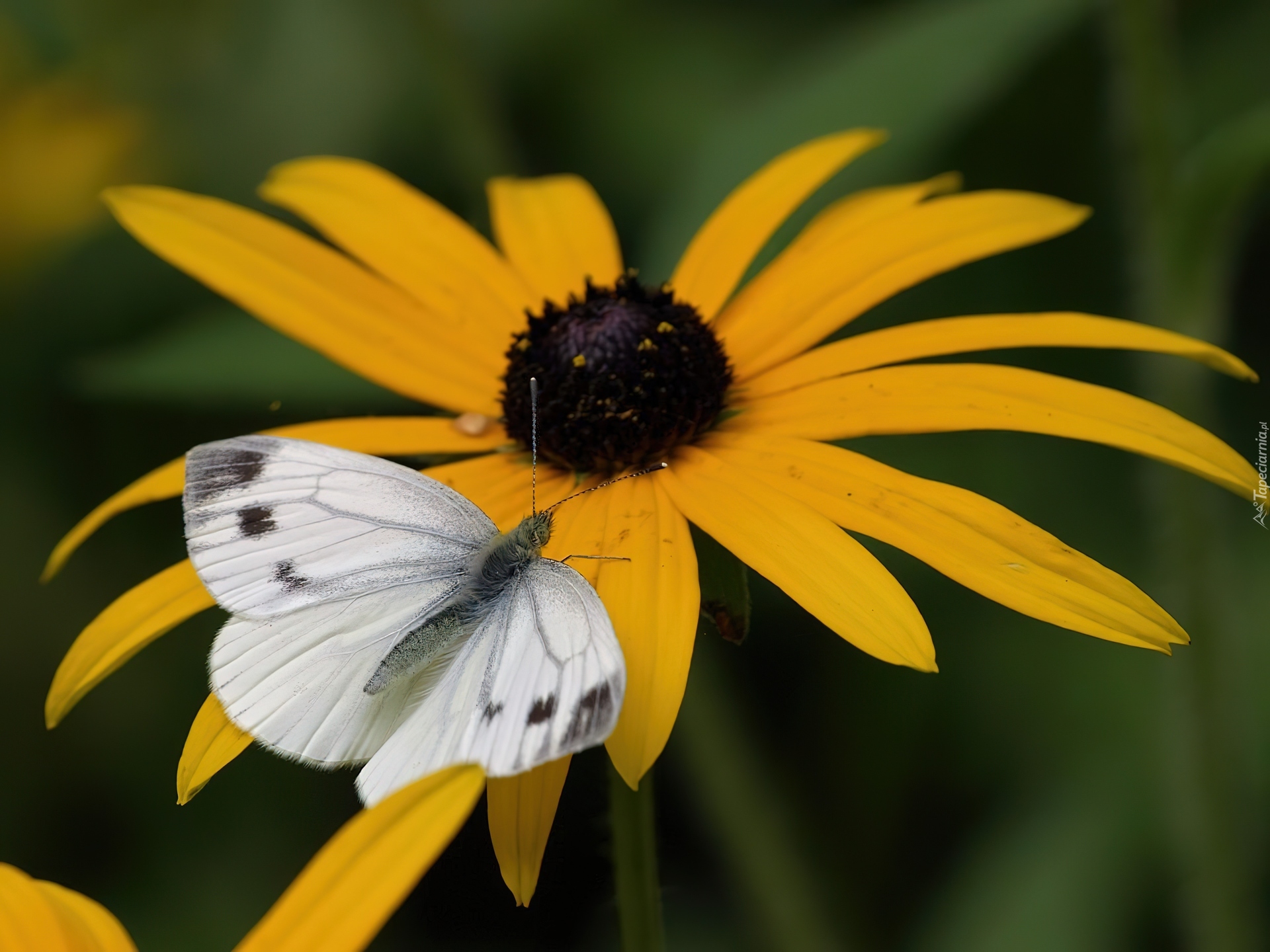 Rudbekia błyskotliwa, Motylek