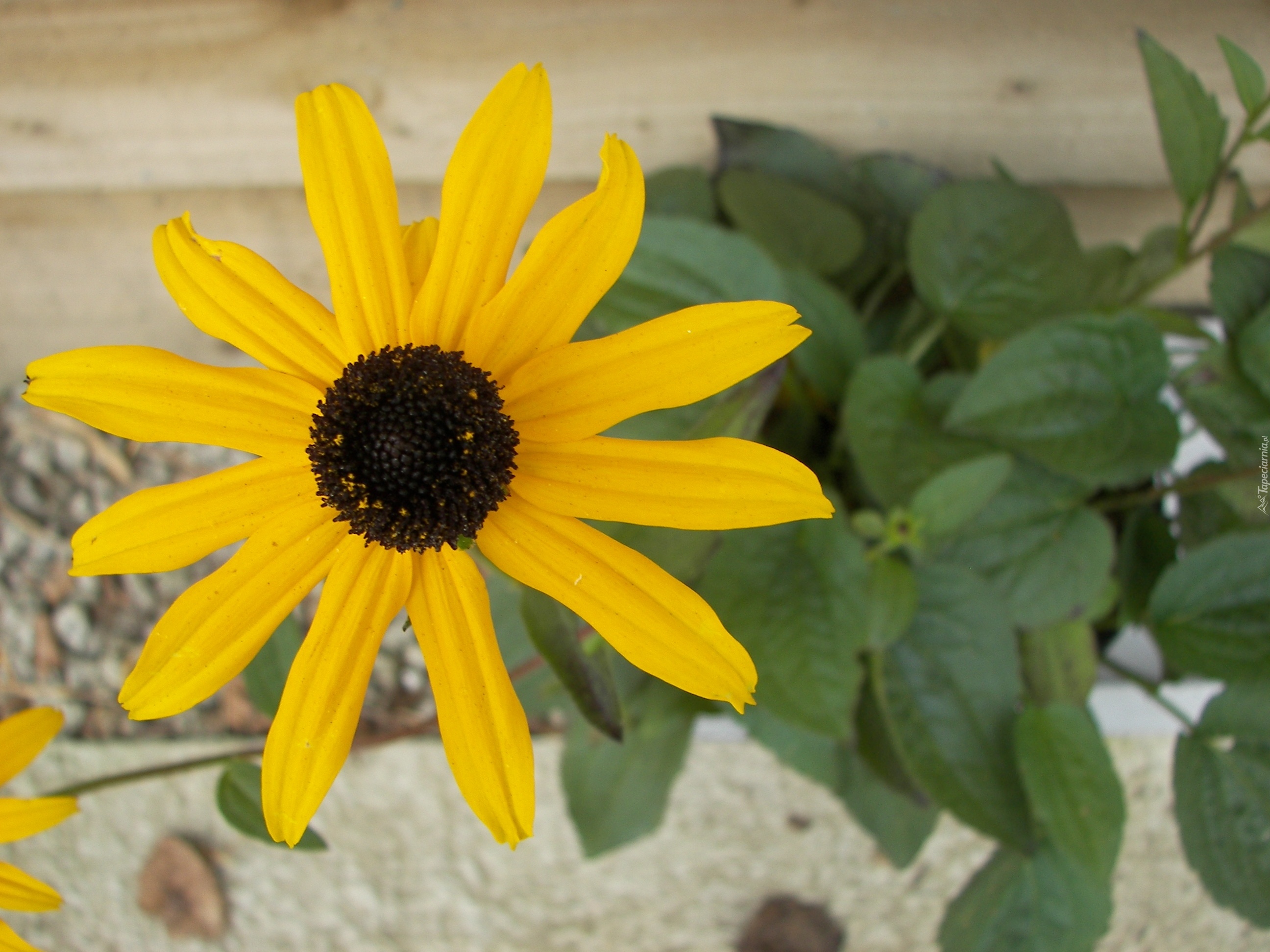 Rudbekia błyskotliwa, Rudbeckia fulgida