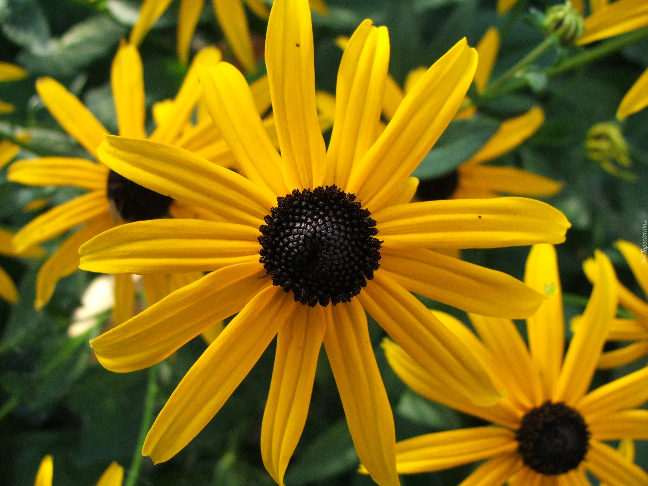 Rudbekia błyskotliwa