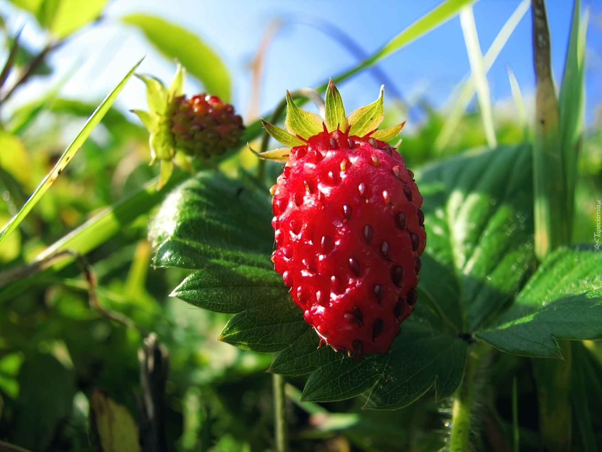 Fragaria