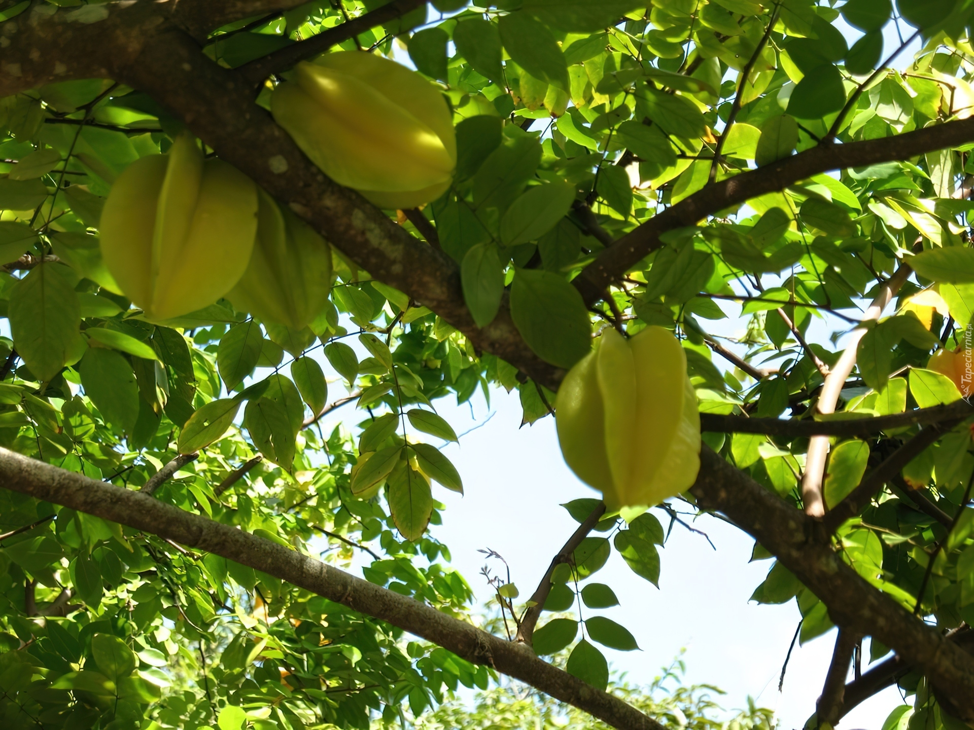 Averrhoa carambola