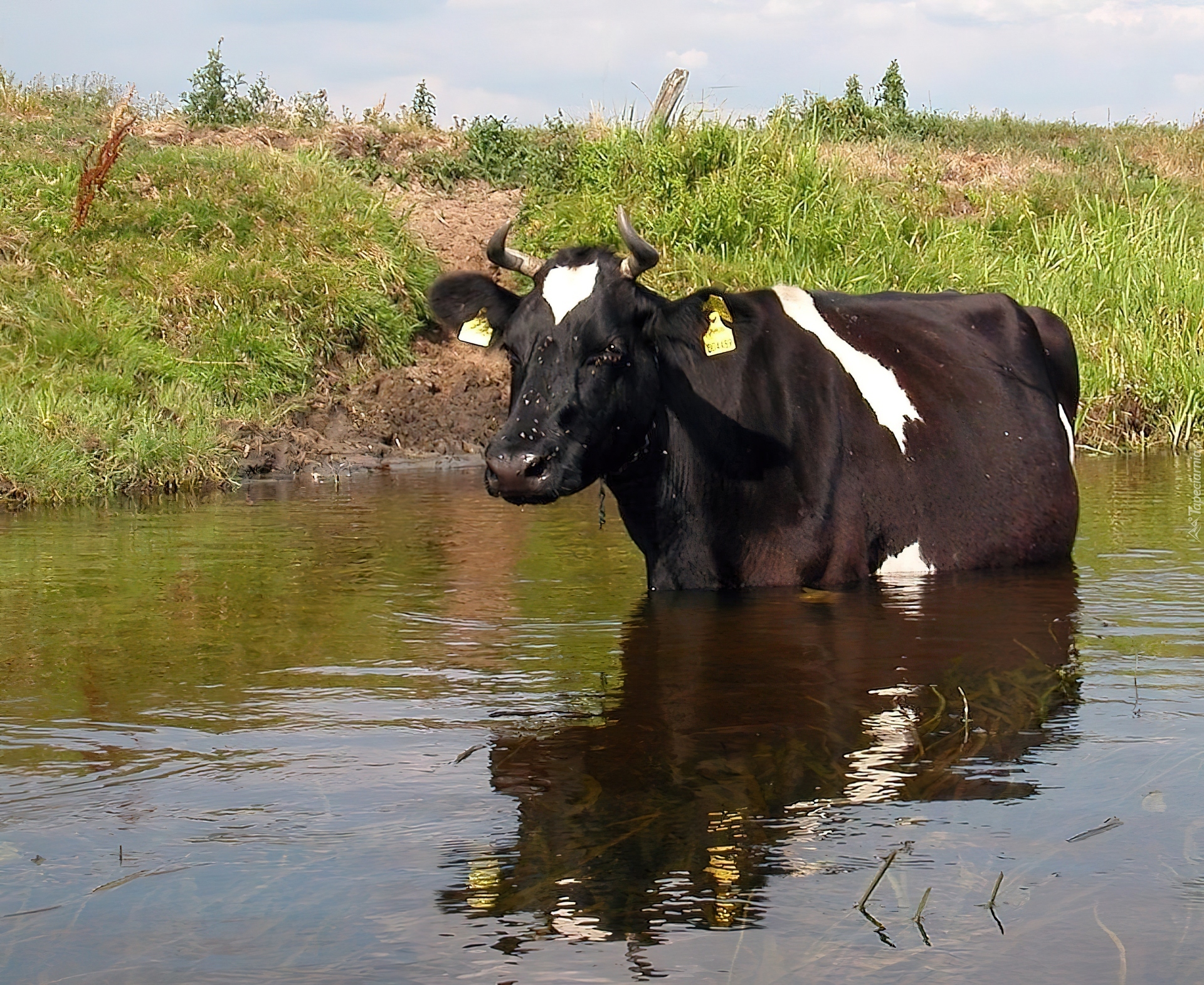 Krowa, Woda