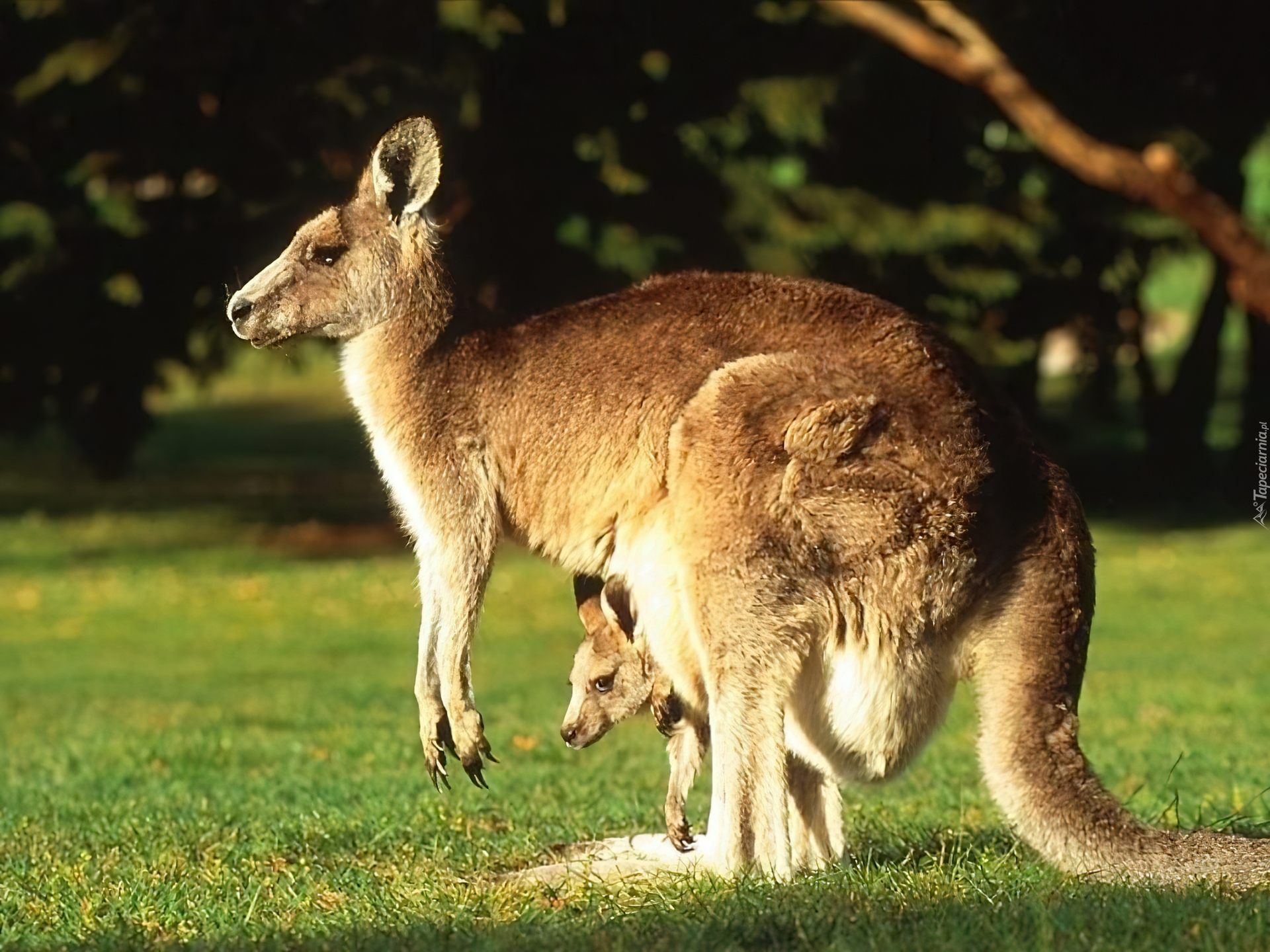 В мире животных 2024. Сумчатые кенгуру. Сумчатые млекопитающие Австралии. Кенгуру сумчатое животное. Кенгуру в Австралии.