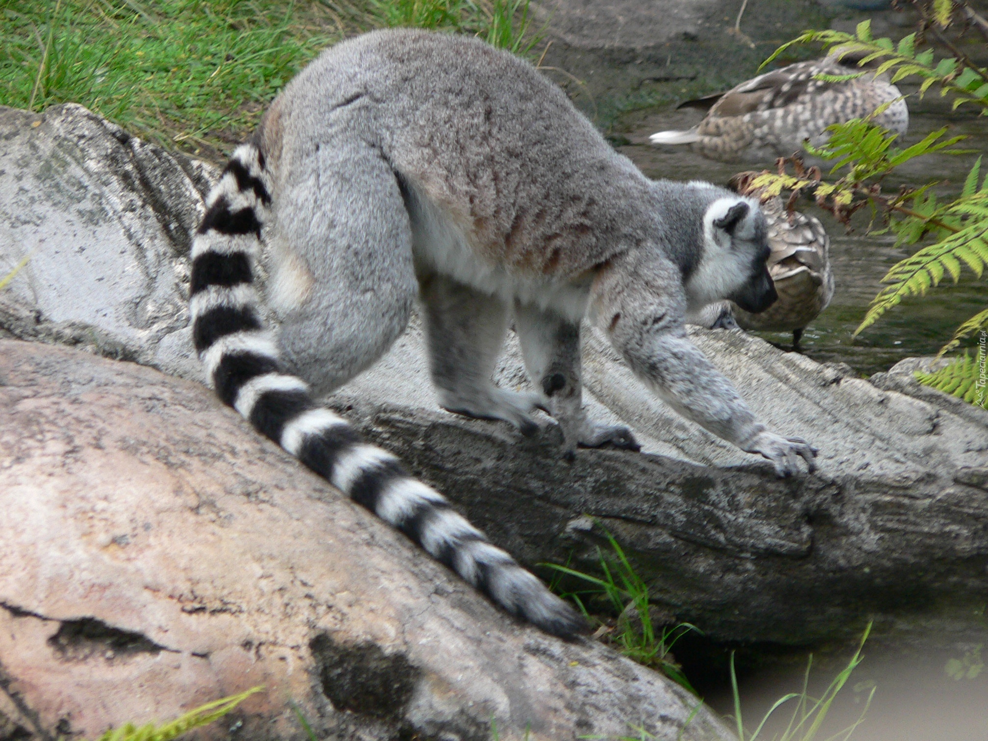 Długi, Ogon, Lemura, Kamienie