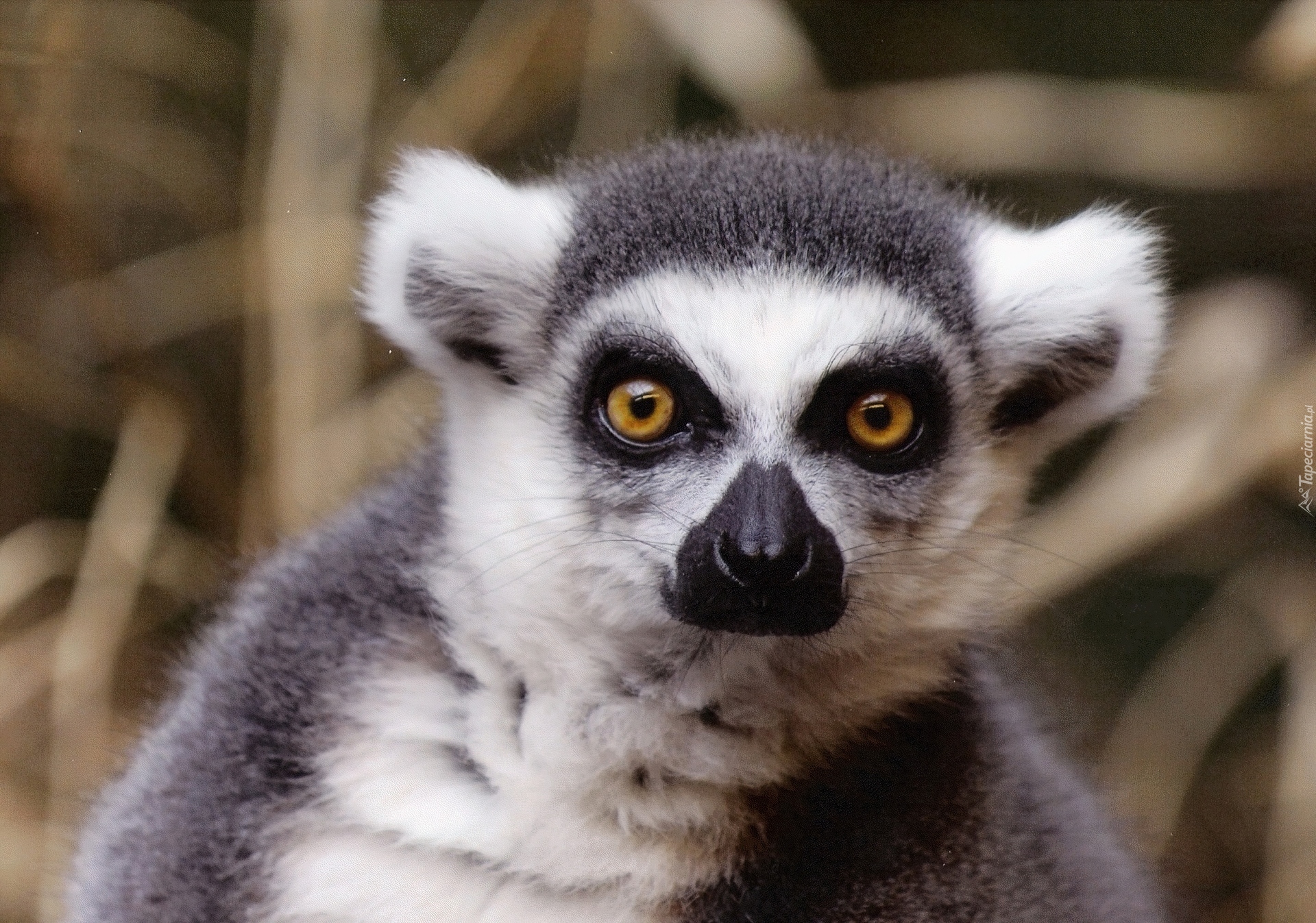 Oczy, Lemura