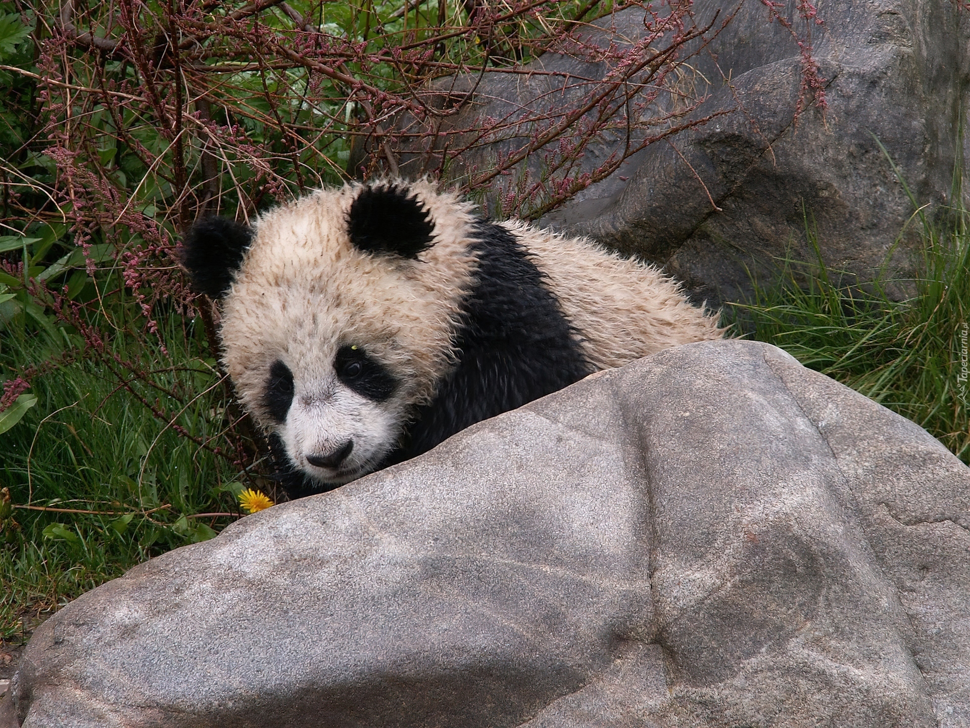 Panda, Kamień