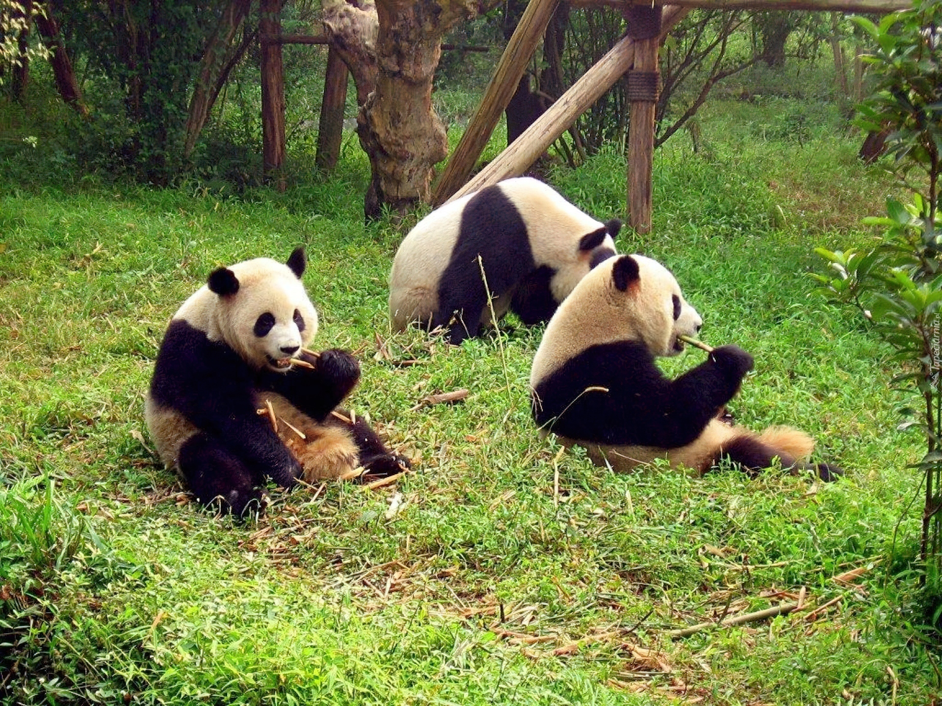 Trzy, Jedzące, Bambus, Pandy