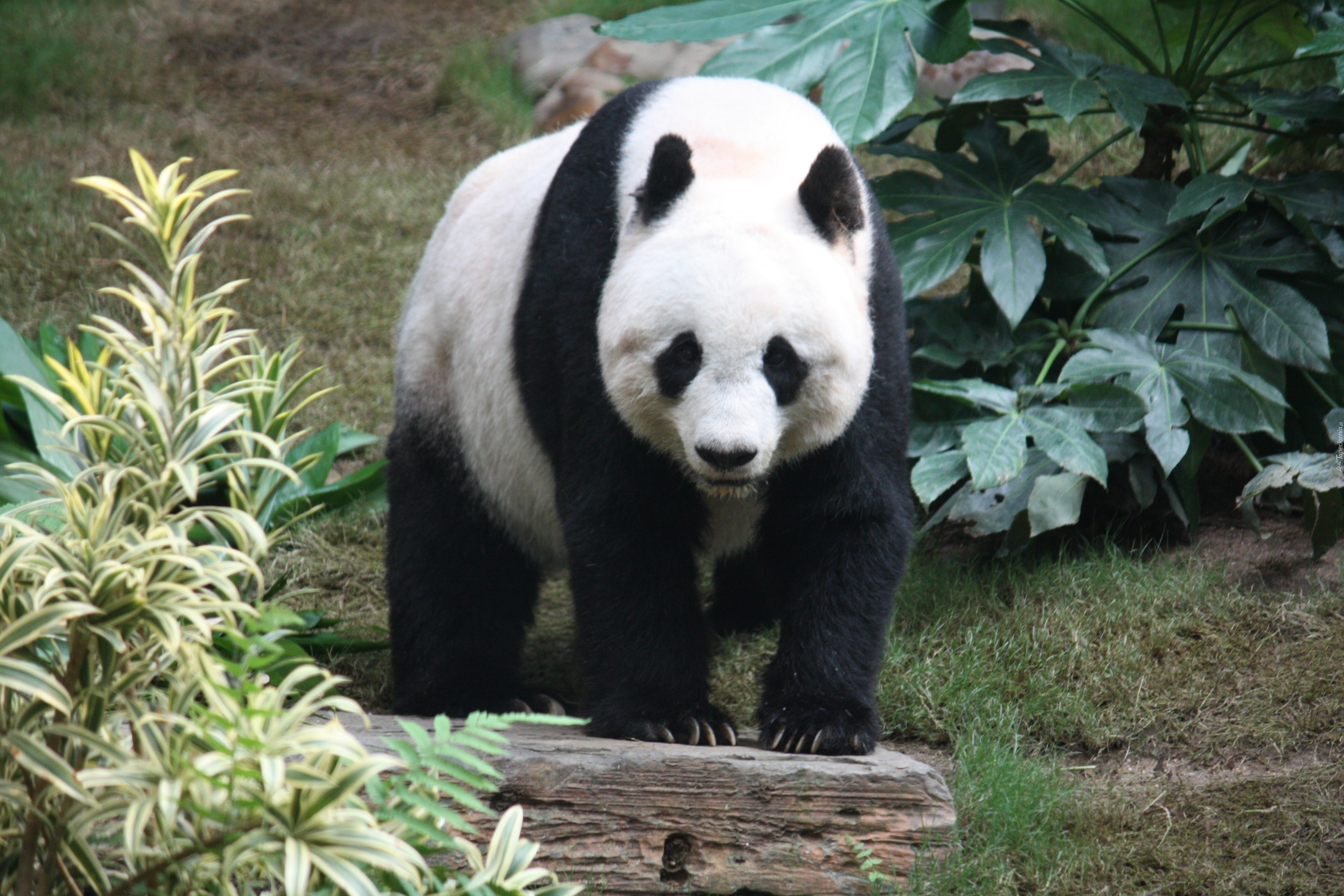 Panda wielka