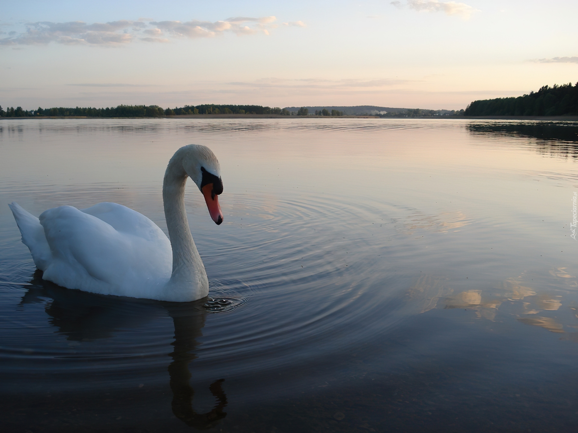 Łabędź, Jezioro