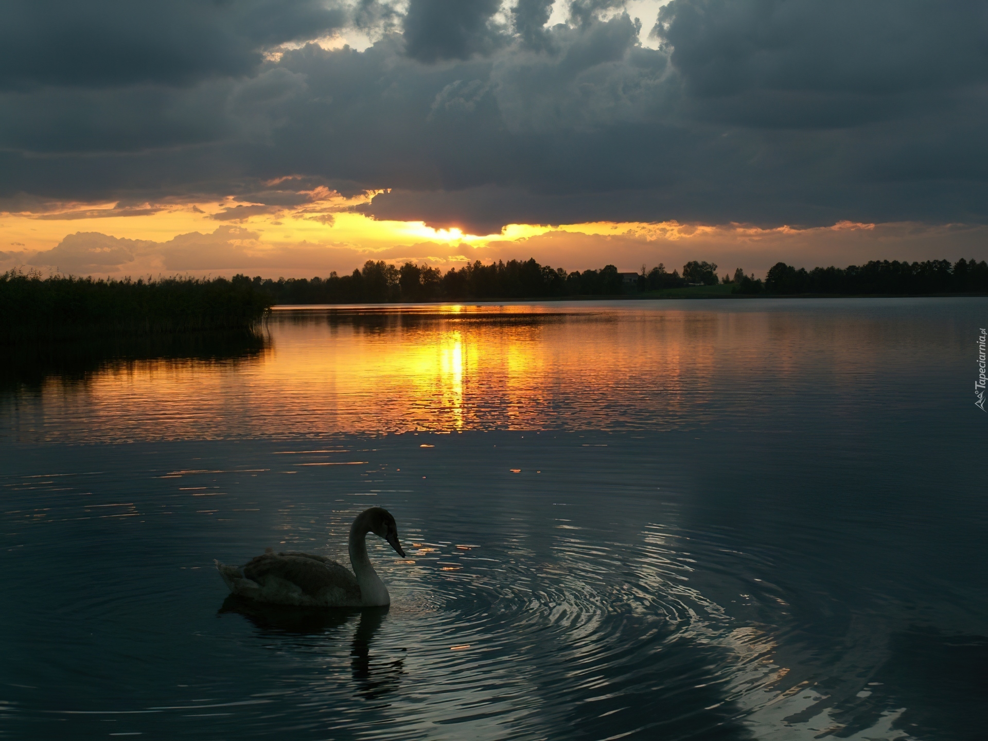 Łabędź, Jezioro, Zachód, Słońca