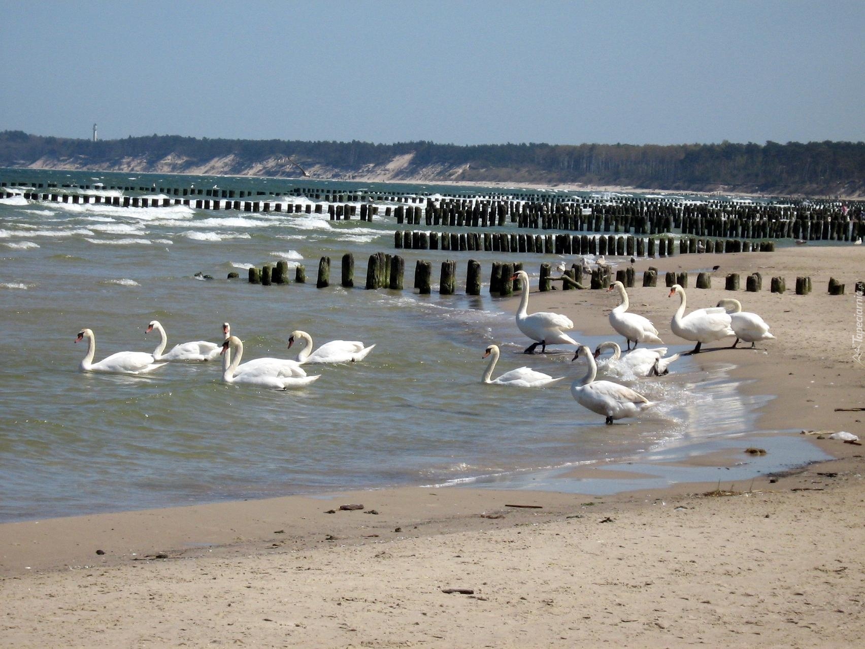 Łabędzie, Plaża