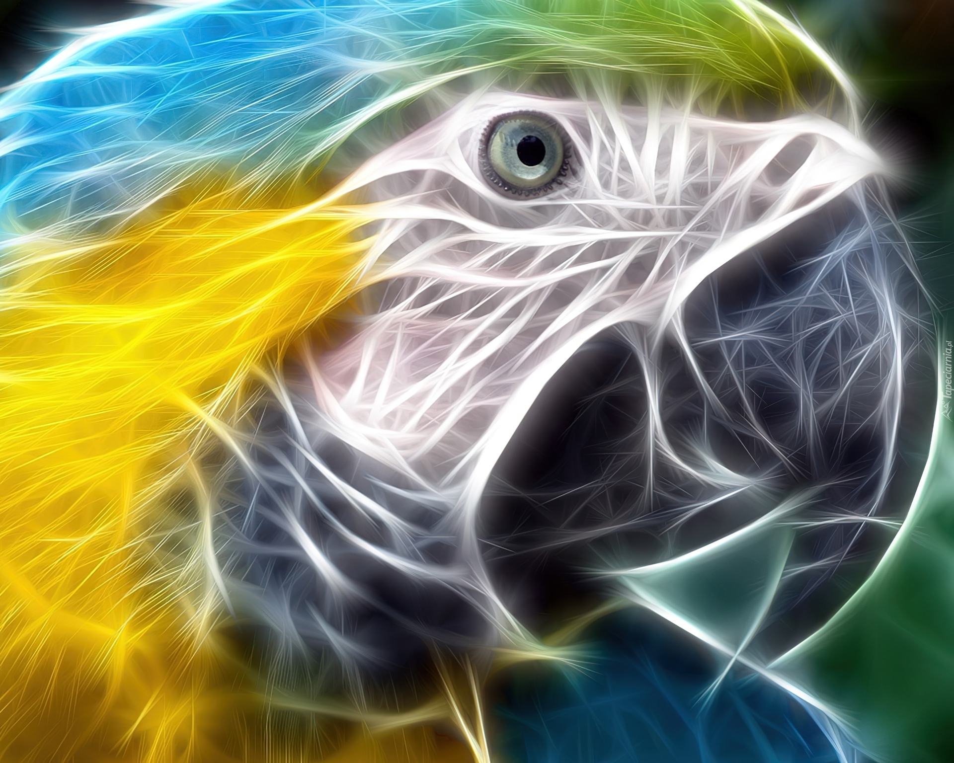Papuga, Ara, 3D