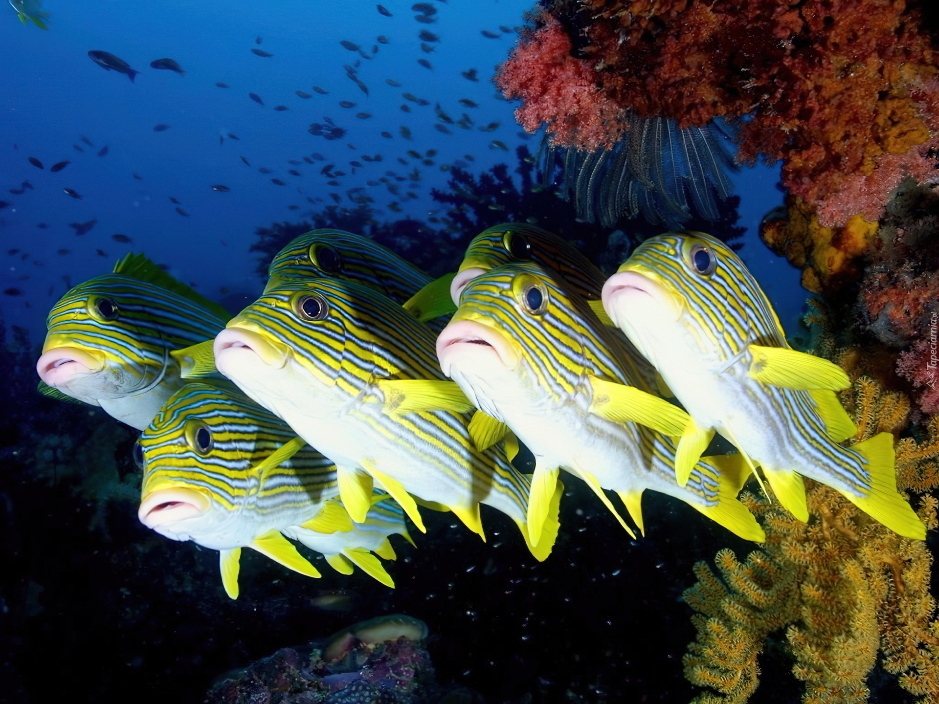 Морская рыба фото и названия. Тропические рифовые рыбы. Рифовые рыбы красного моря. Синеполосый луциан. Тропическая рыба Holacanthus.