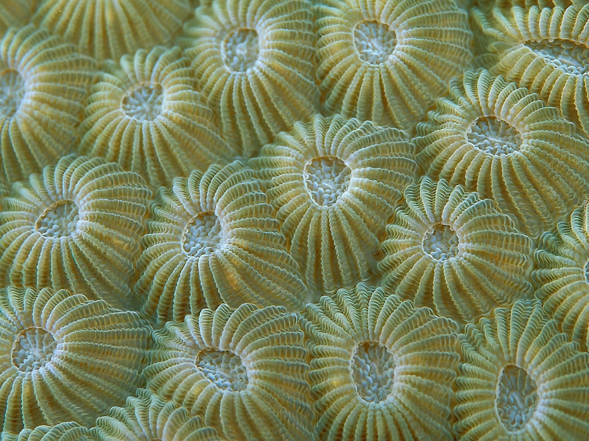 Oceanaria