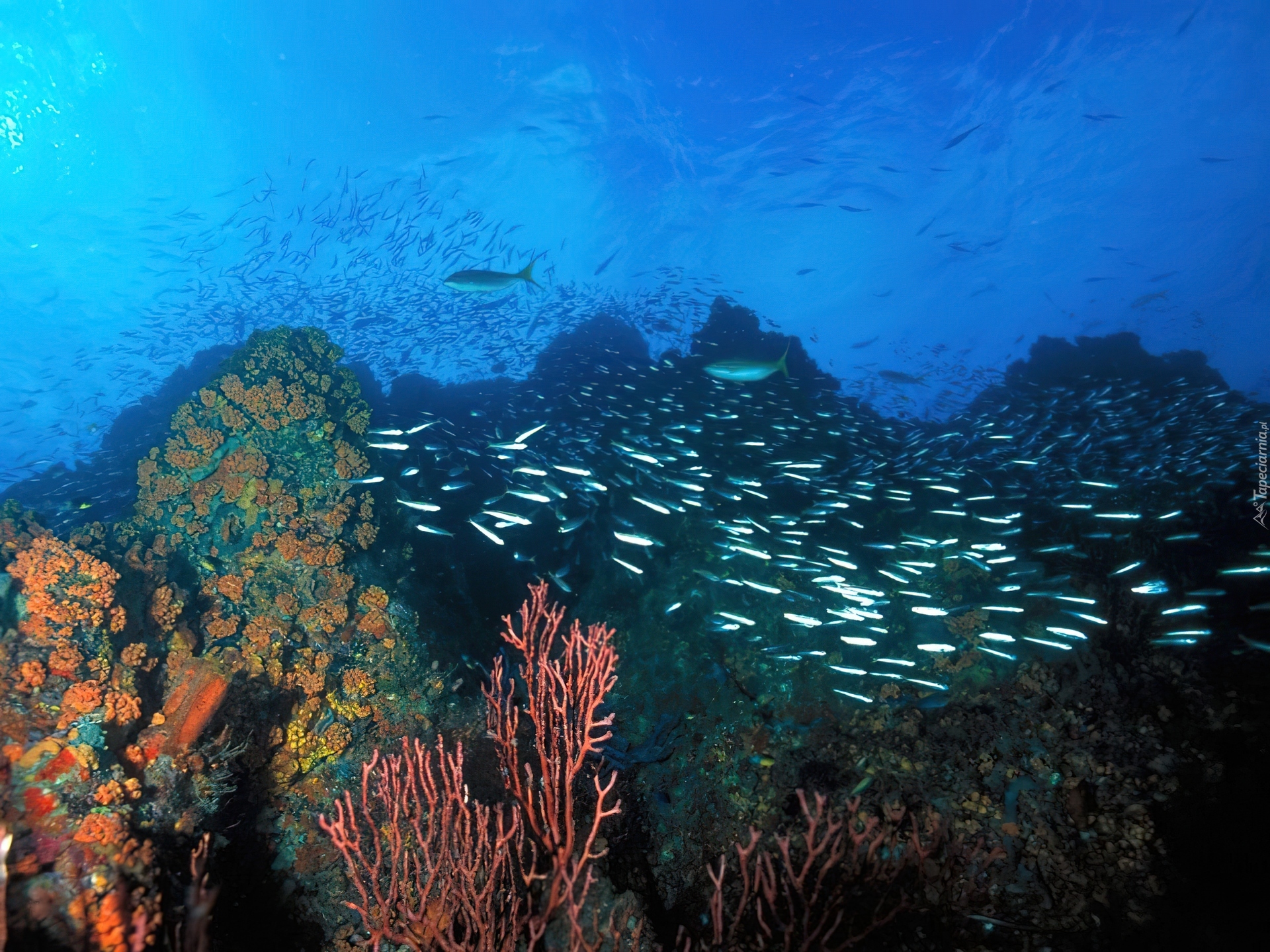 После тихого океана. Лос Рокес Венесуэла подводный мир. Лос Рокес коралловые рифы. Красивые подводные пейзажи. Подводный мир Тихого океана.
