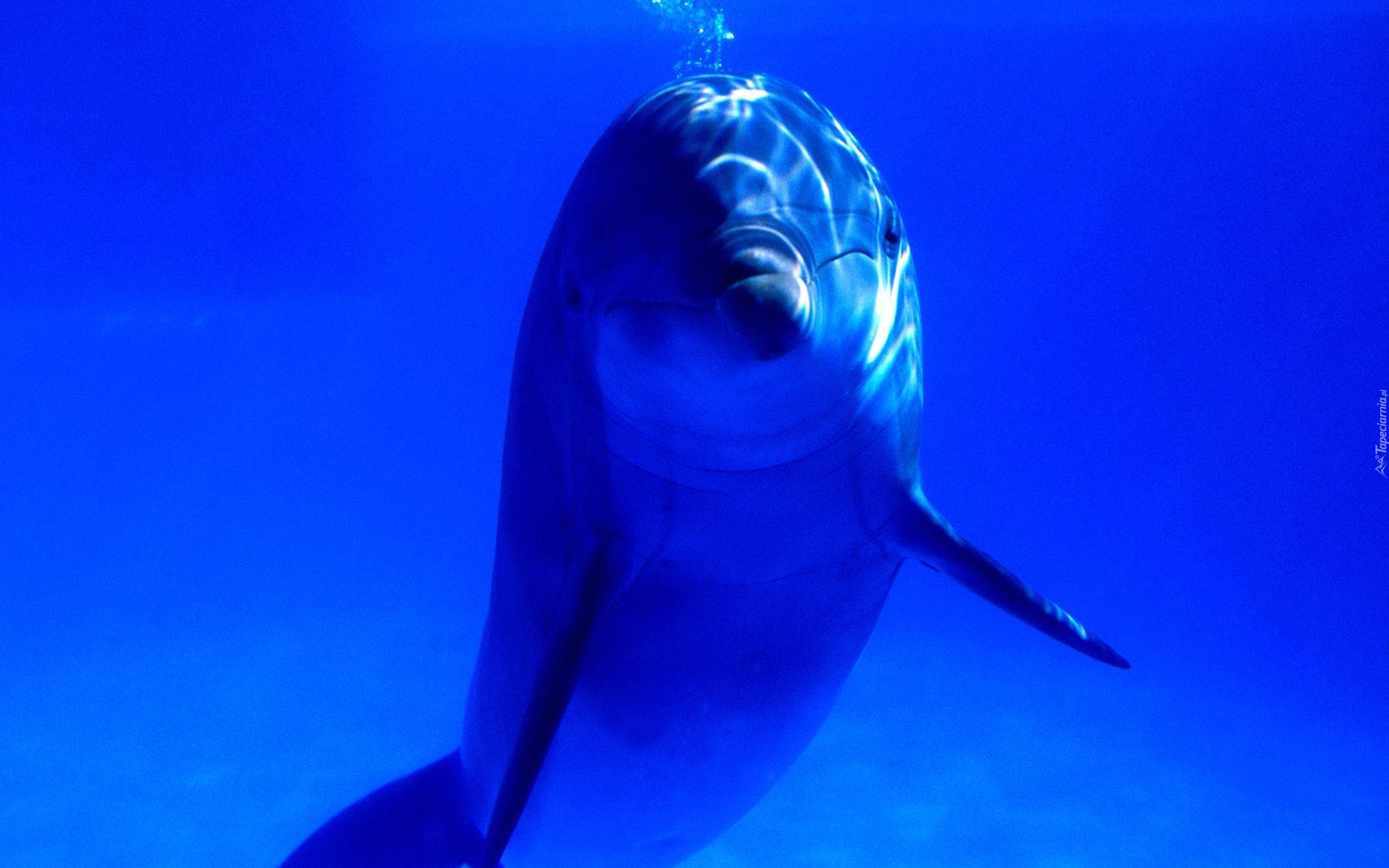 Delfin