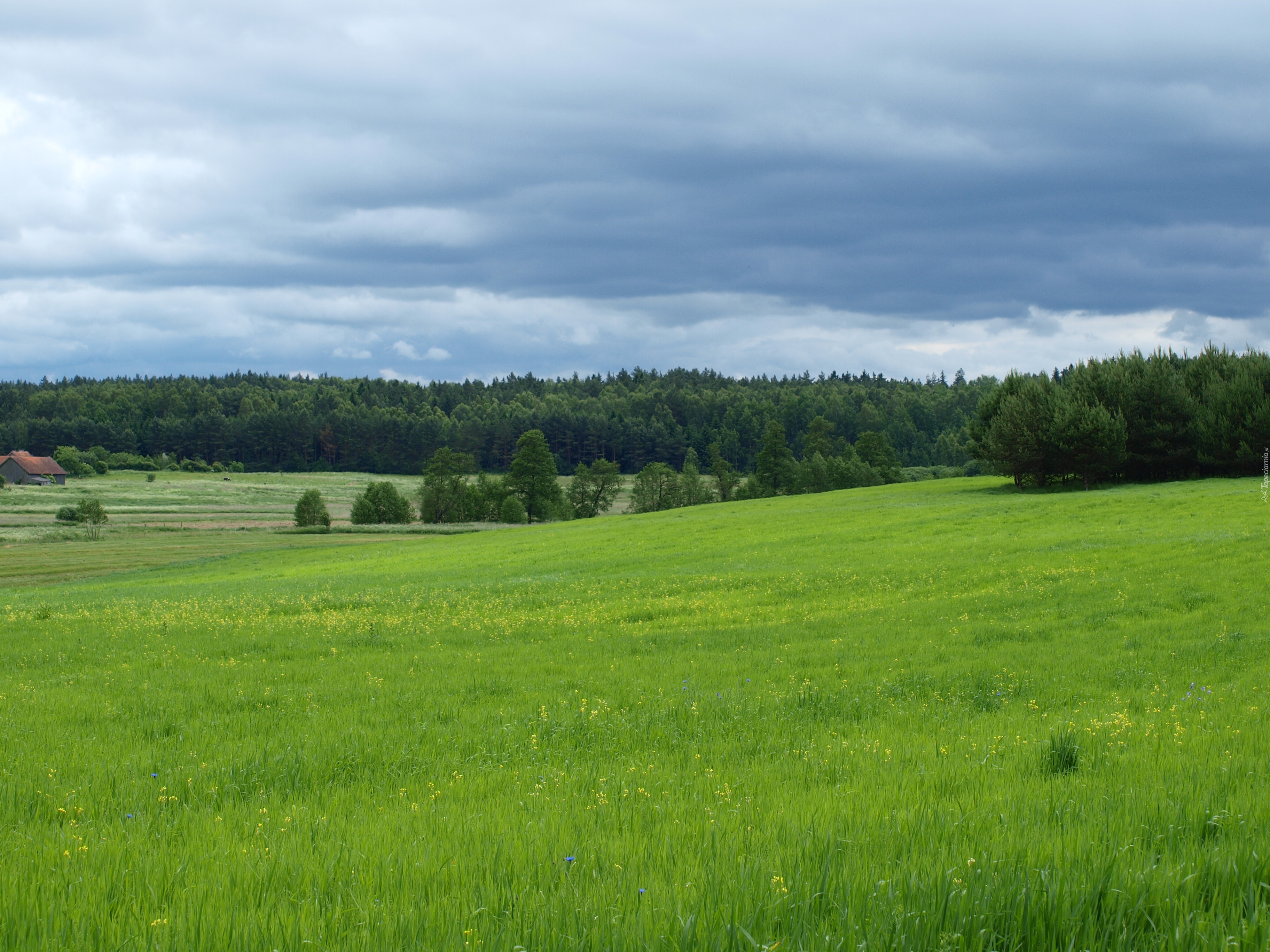 Łąka, Pole, Las, Pagórki