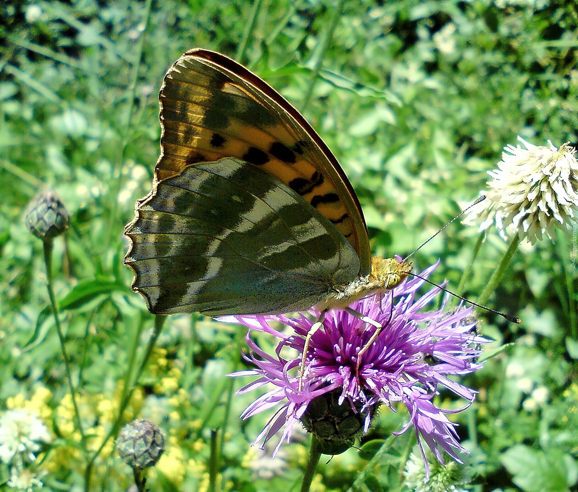 Motyl, Dostojka, Malinowiec