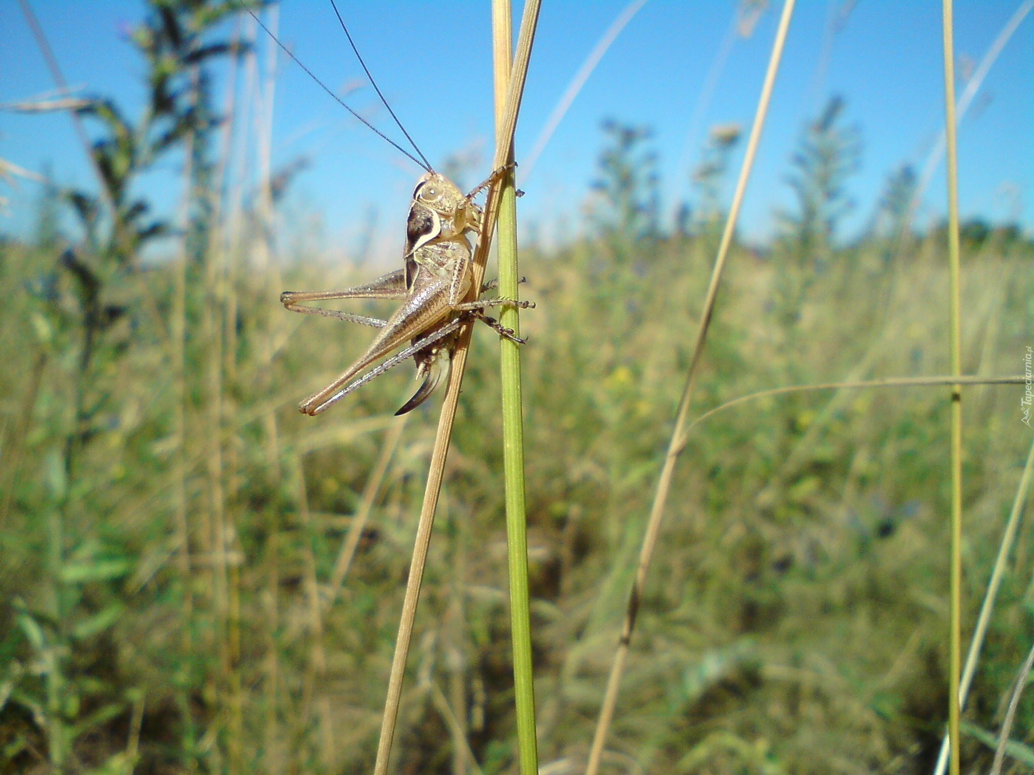 Konik Polny