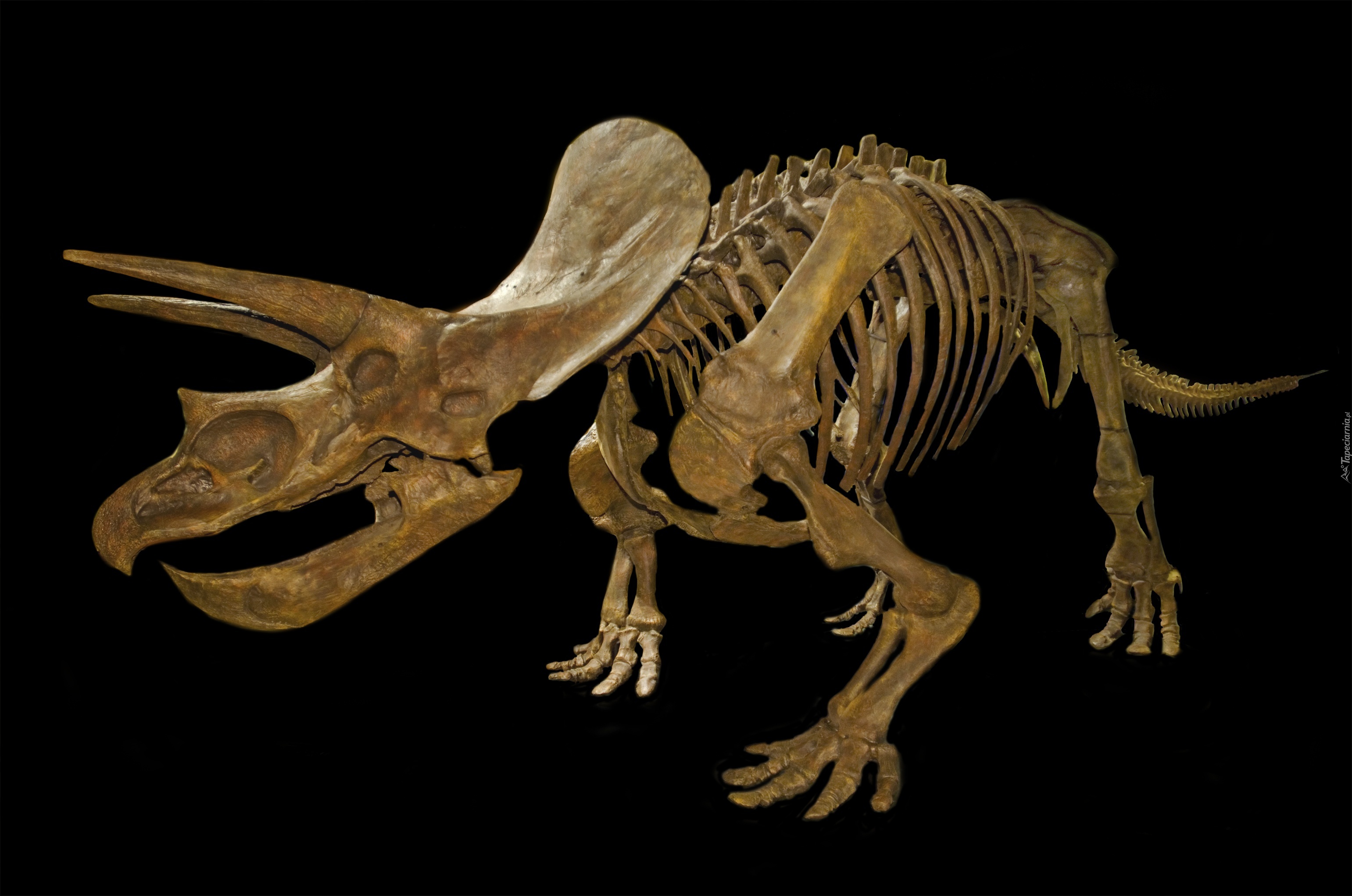 Szkielet, Triceratops