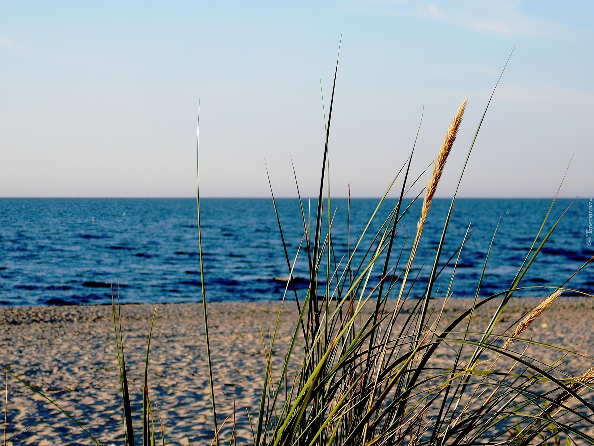 Plaża, Trzcina, Liście