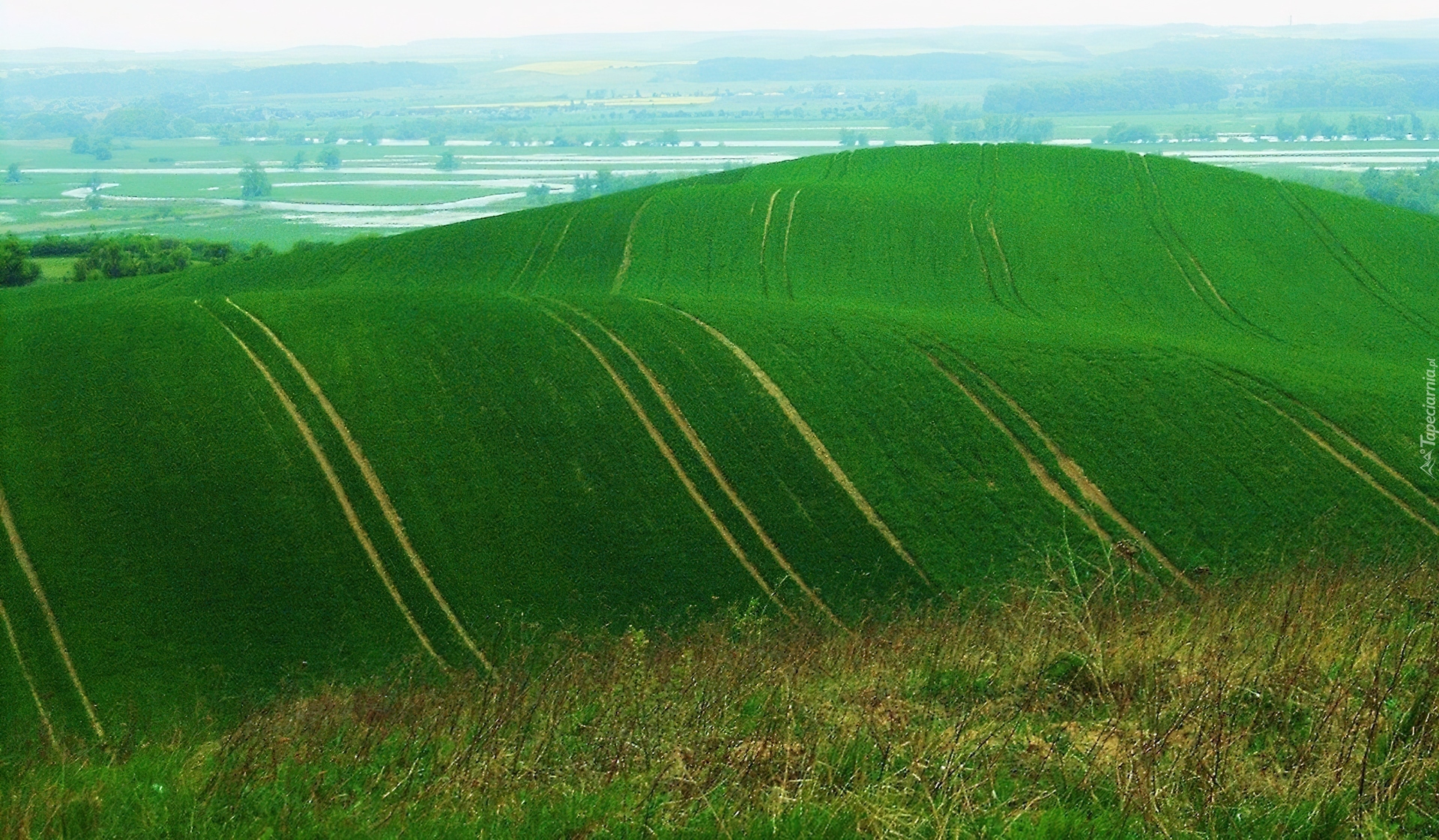 Zielona, Łąka