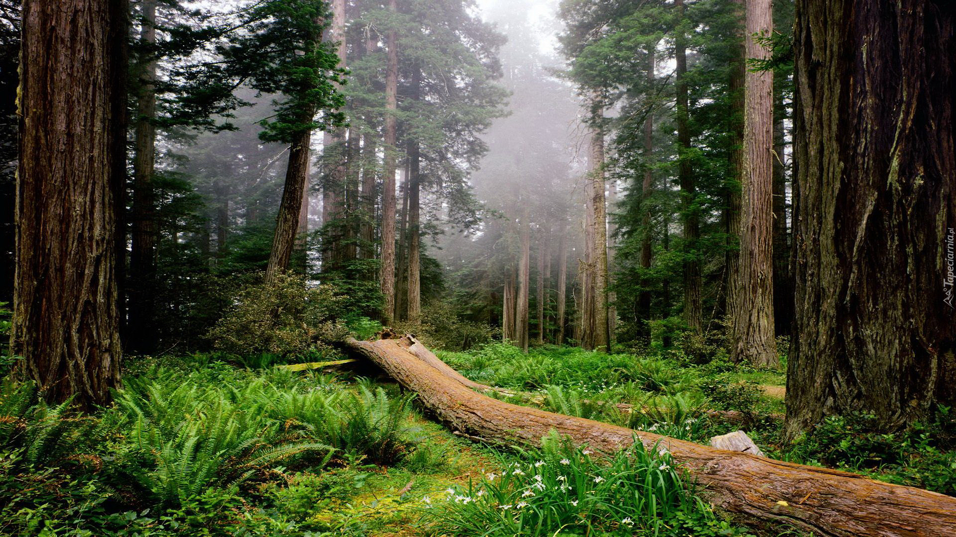 Stany Zjednoczone, Stan Kalifornia, Park Narodowy Redwood, Las, Przewalone Drzewo