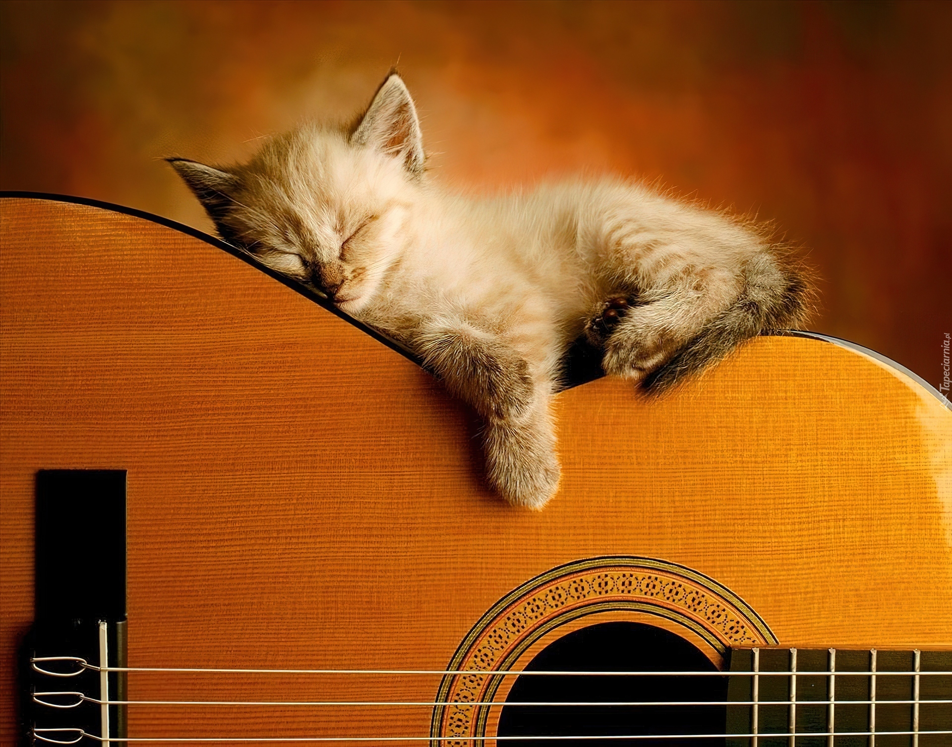 Kotek, Śpiący, Na, Gitarze
