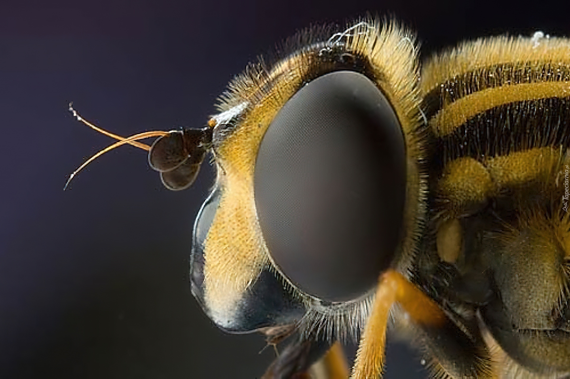 Глаза насекомых имеют. Глаза пчелы. Пчела под микроскопом. Глаз пчелы под микроскопом. Макросъемка насекомых.