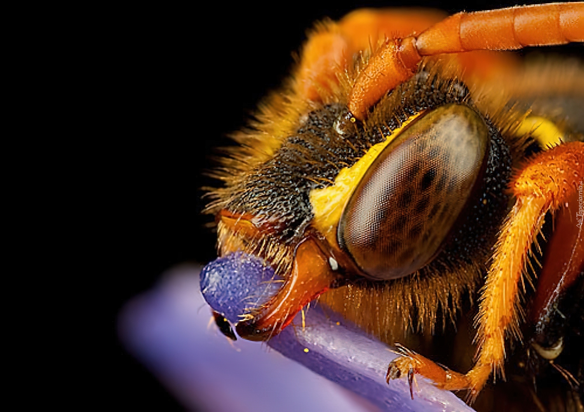Oko, Pszczoły