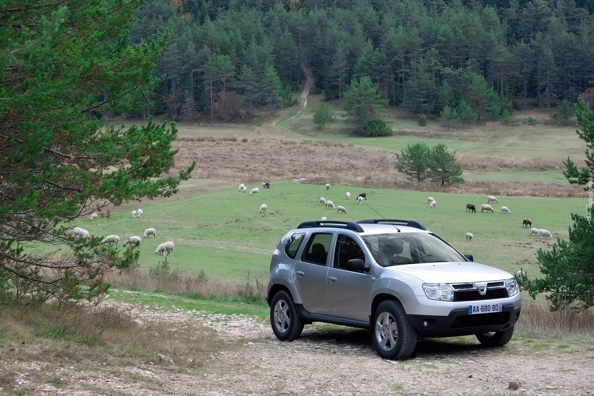 Srebrna, Dacia Duster, Owce, Pastwisko