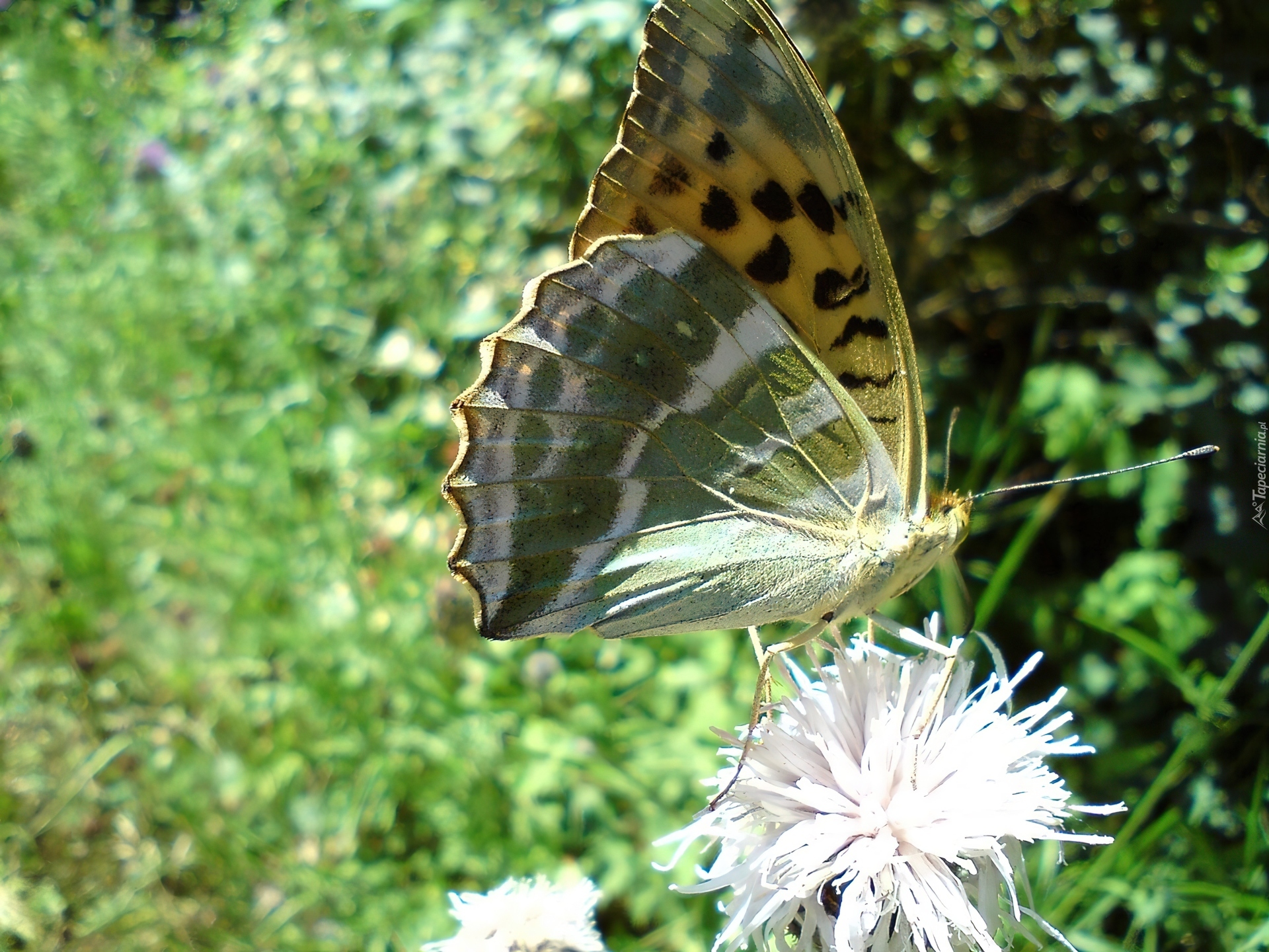 Motyl, Dostojka