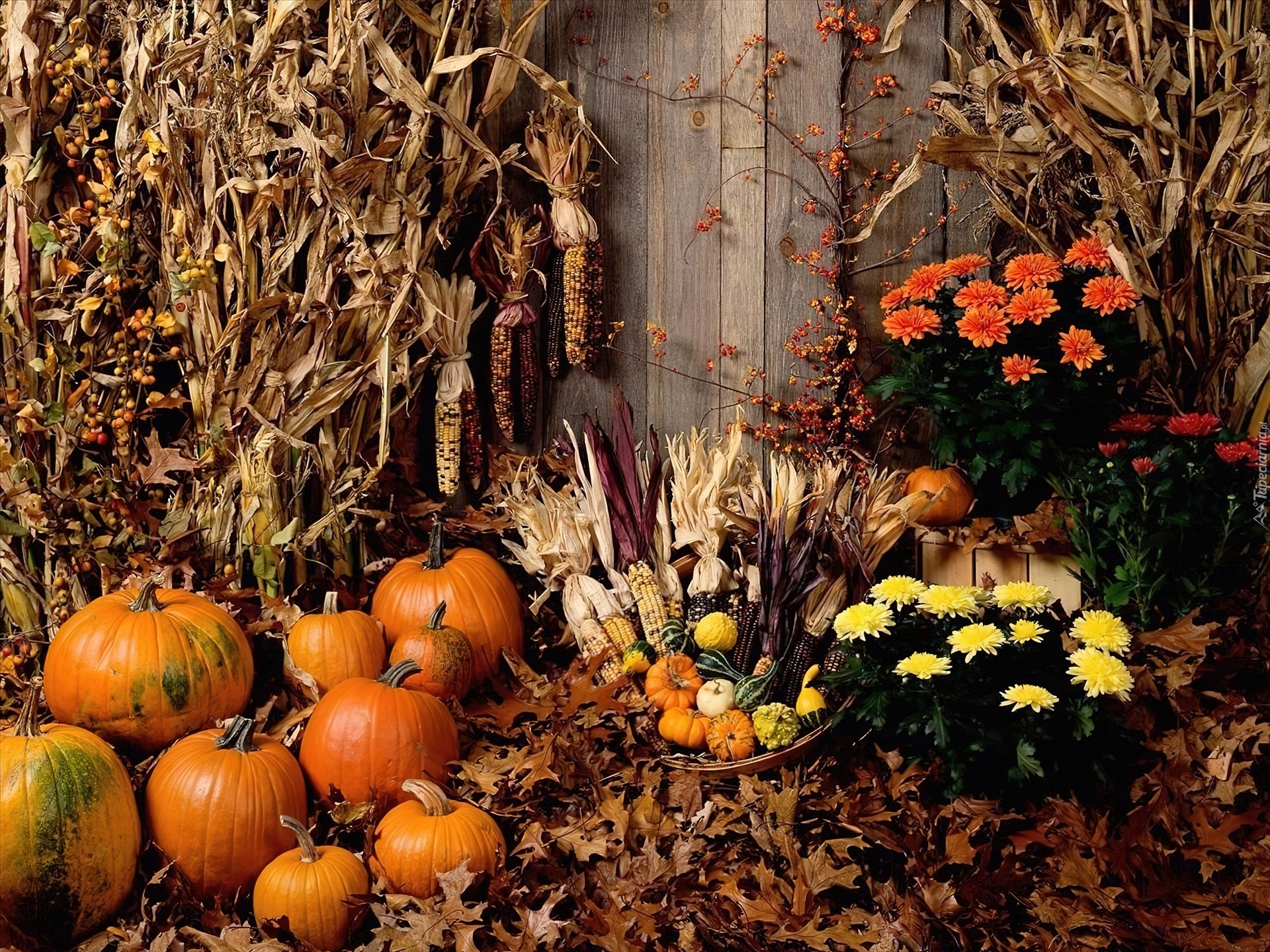 Осень тыквы. Осень огород. Осень сбор урожая. Осень праздник урожая.