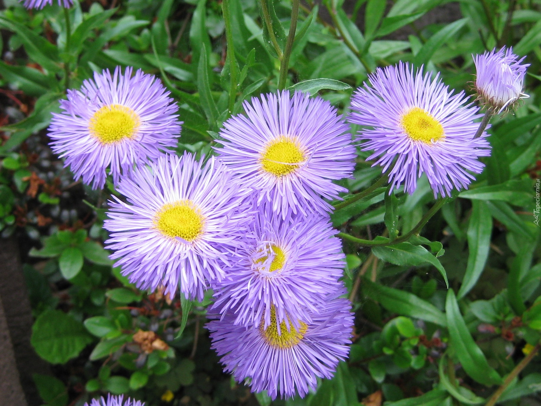 Aster, Ogród