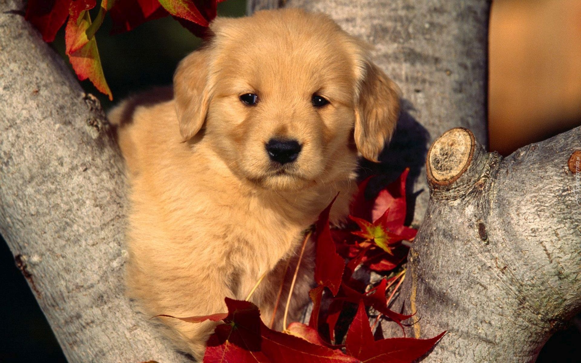 Szczeniak, Golden retriever