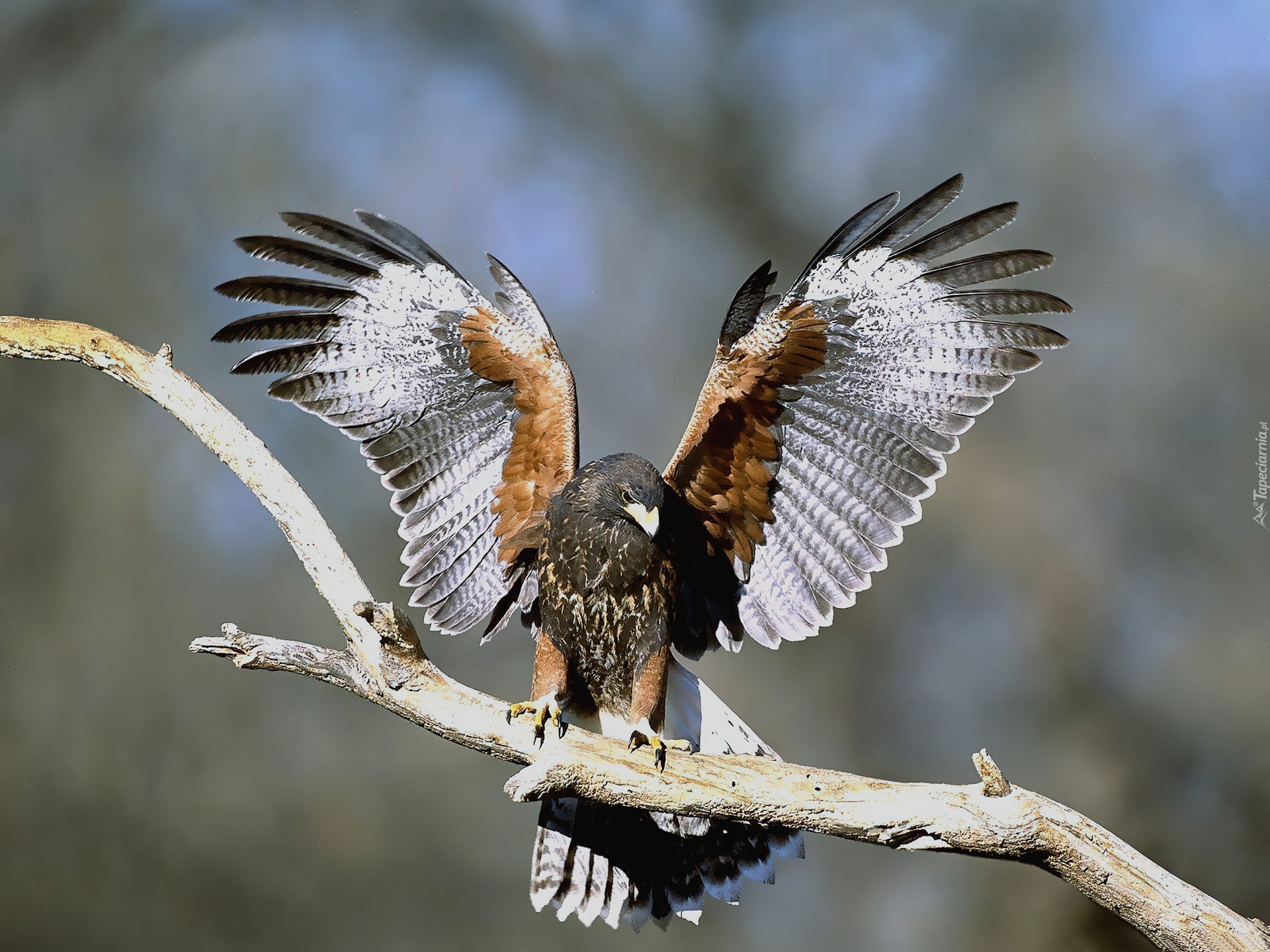 Harris, Hawk, Myszołowy