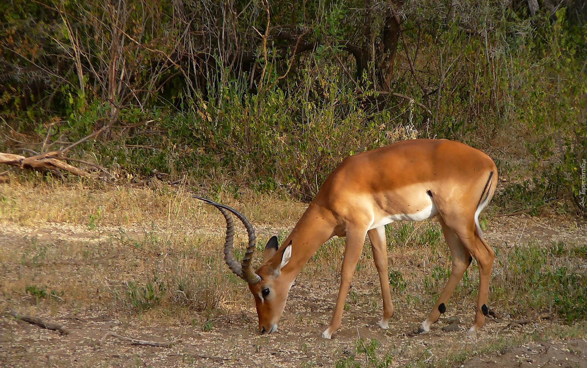 Impala