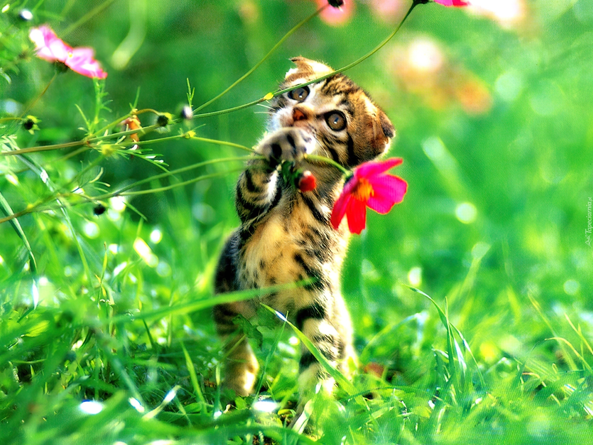Котенок любит играть с цветами. Животные с цветочками. Тигренок в цветах. Котик в цветах. Летний кот.