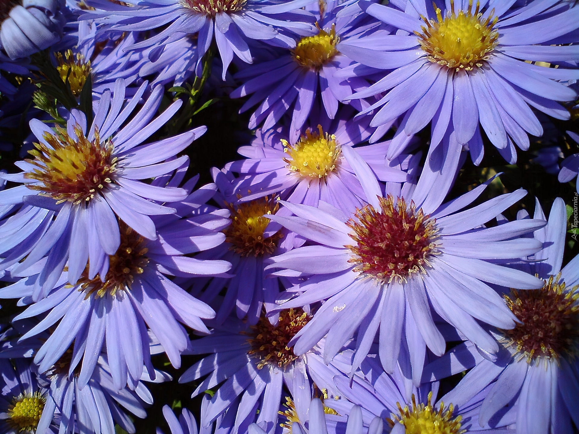 Kwiaty, Ogrodowe , Aster