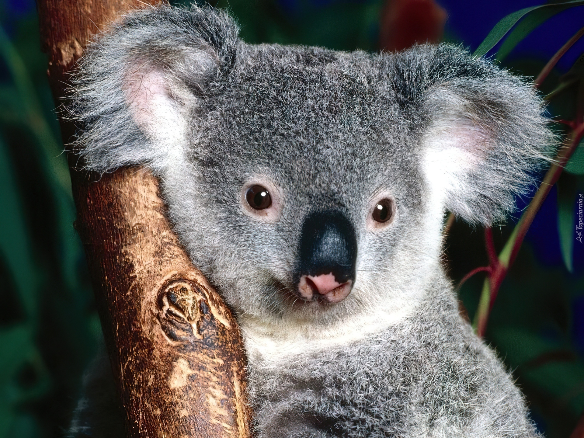 Koala, Nos, Drzewo